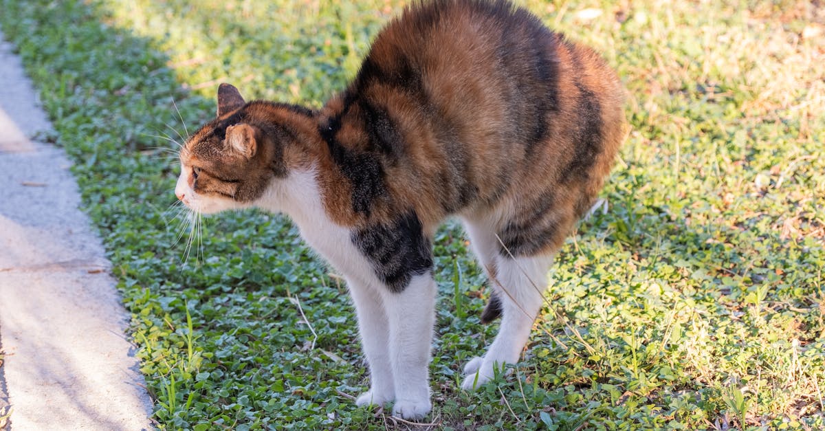 A cat is standing on the grass and looking down