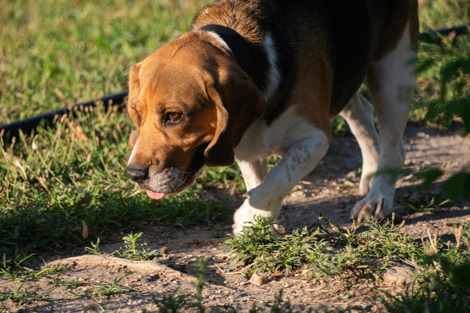 Close-up of a Beagle Dog