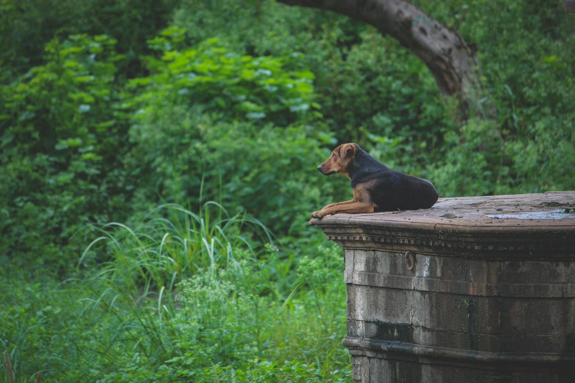 Dog Lying on an Old Well against Green Bushes