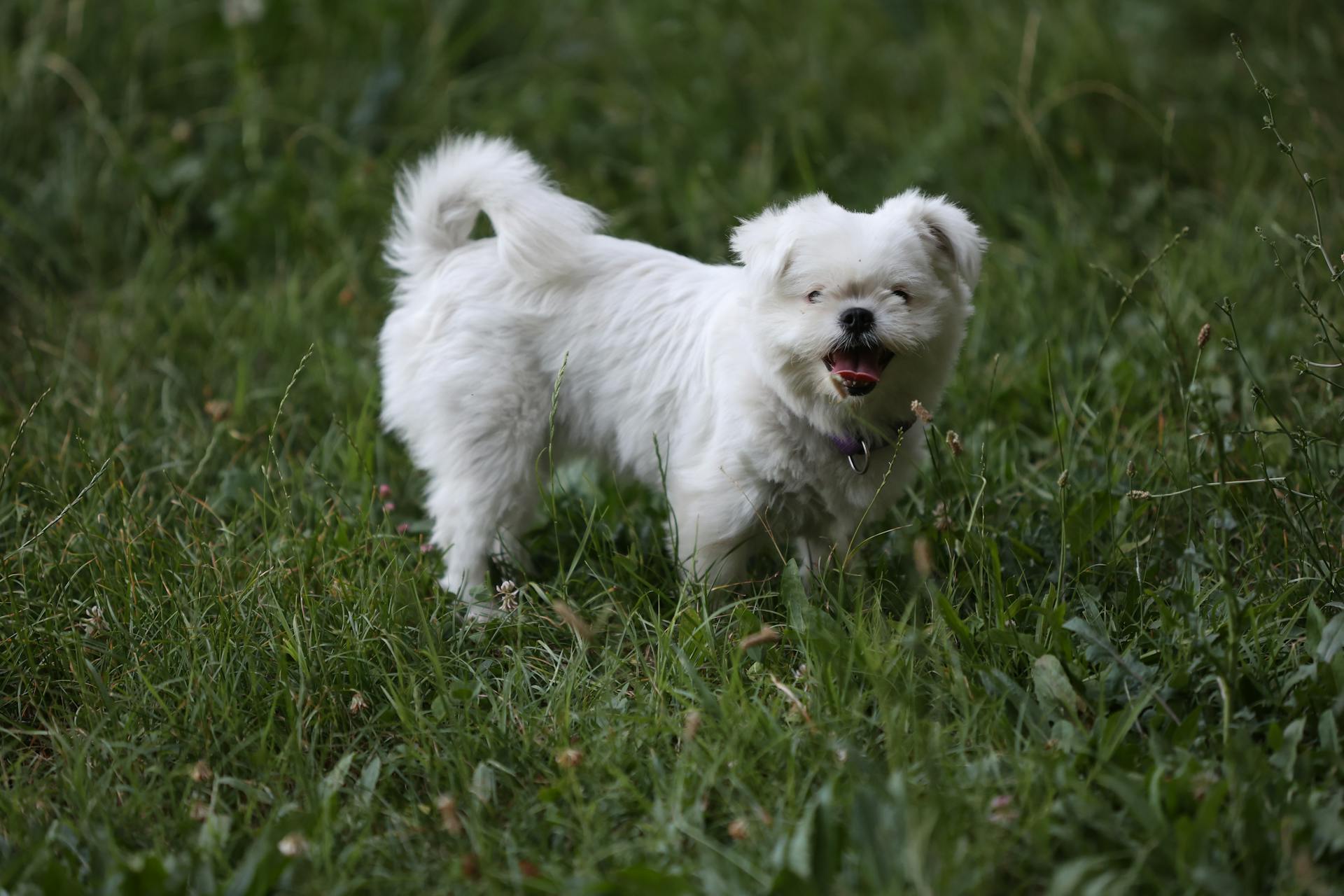 White Maltese Dog Standing in Green Grass