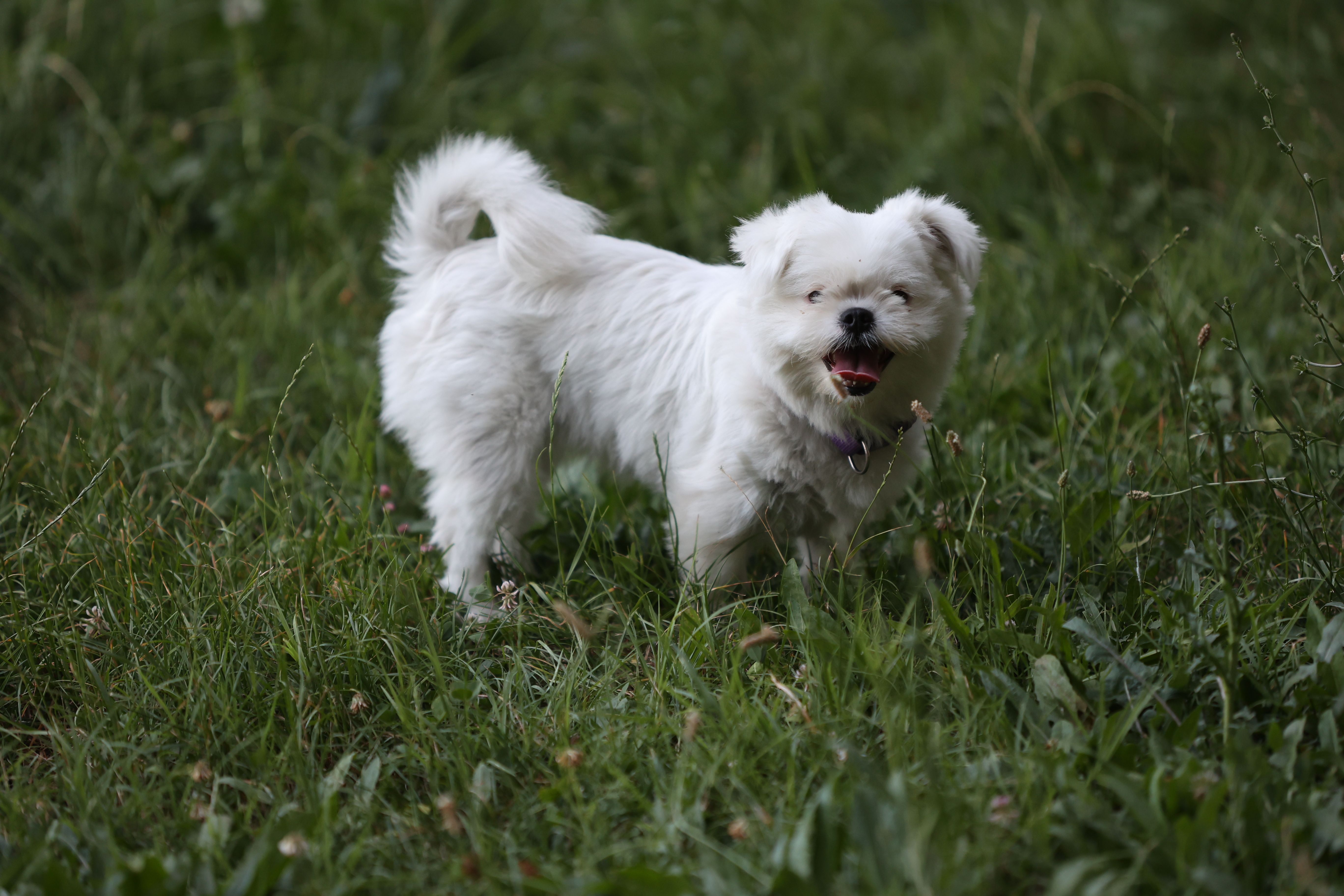 A small white dog standing in a field of grass · Free Stock Photo