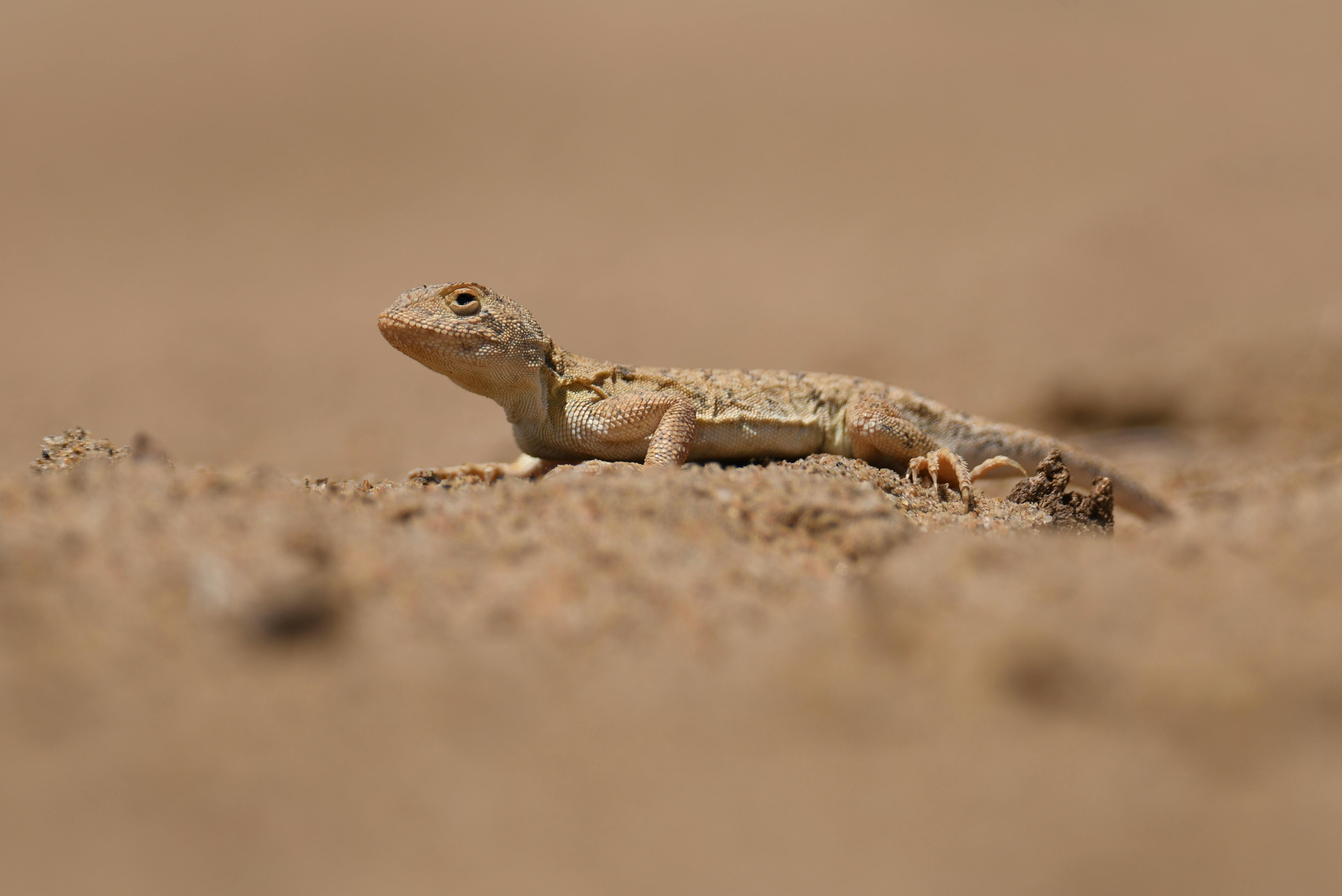Steppe agama lizard camouflaged against the sand in Inner Mongolia, China.