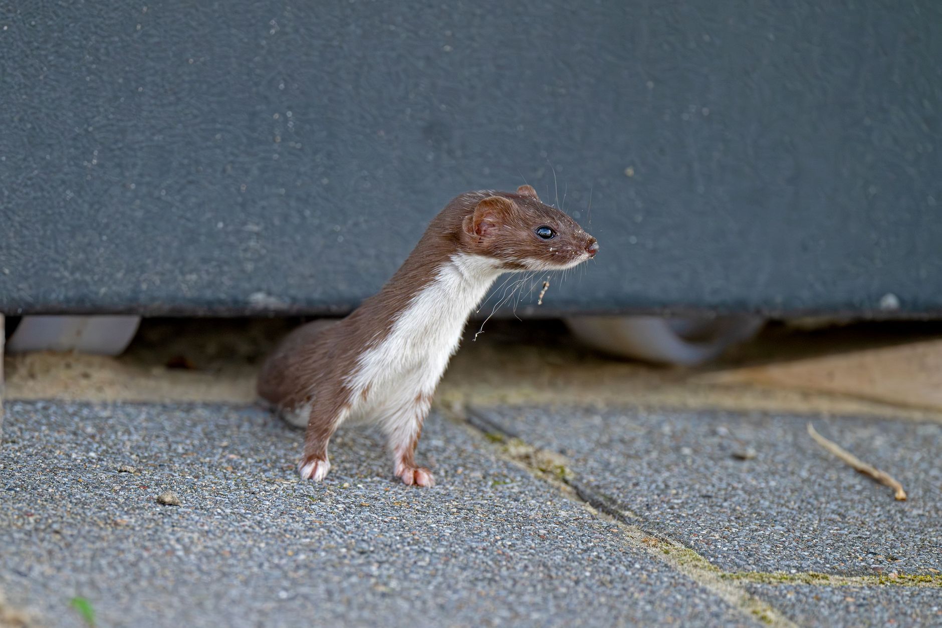 How to Make Your Home Ferret-Proof: A Simple Safety Guide