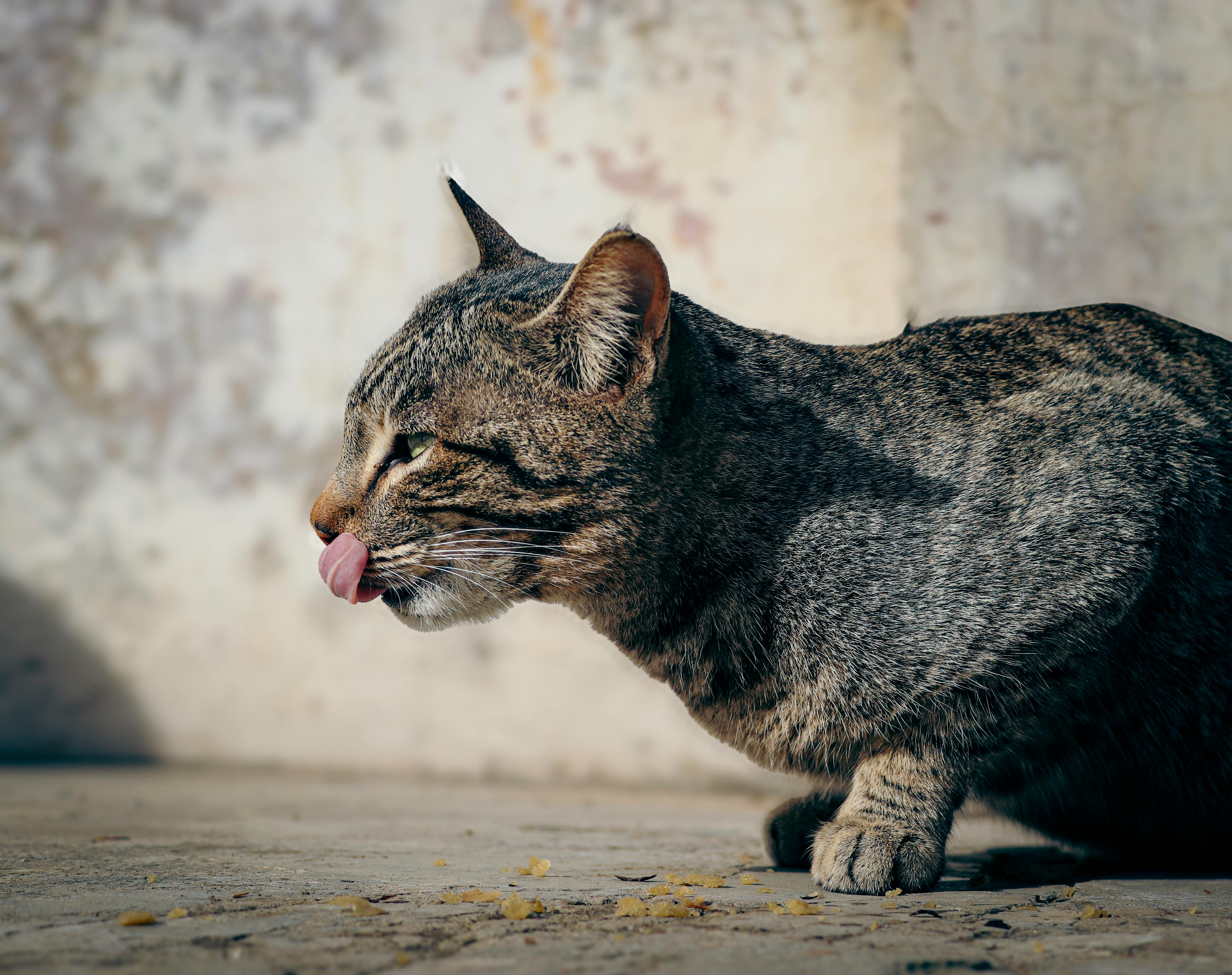 closeup of a cat with a tongue out