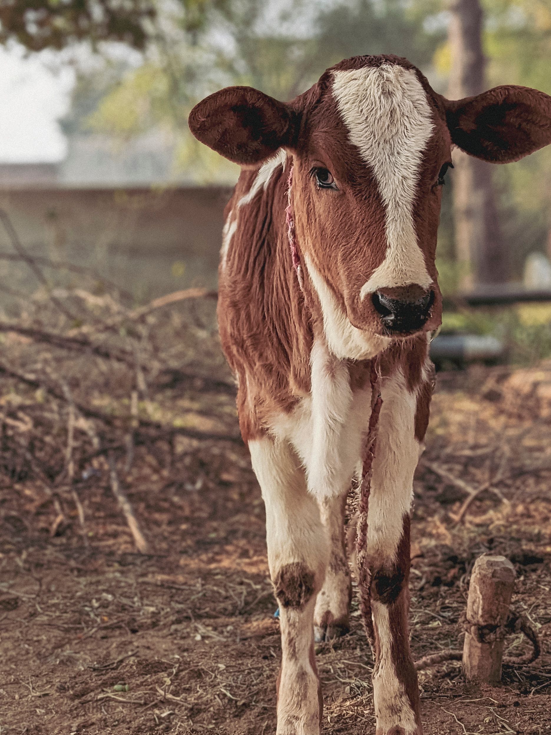 Brown and White Calf Standing on Brown Soil · Free Stock Photo