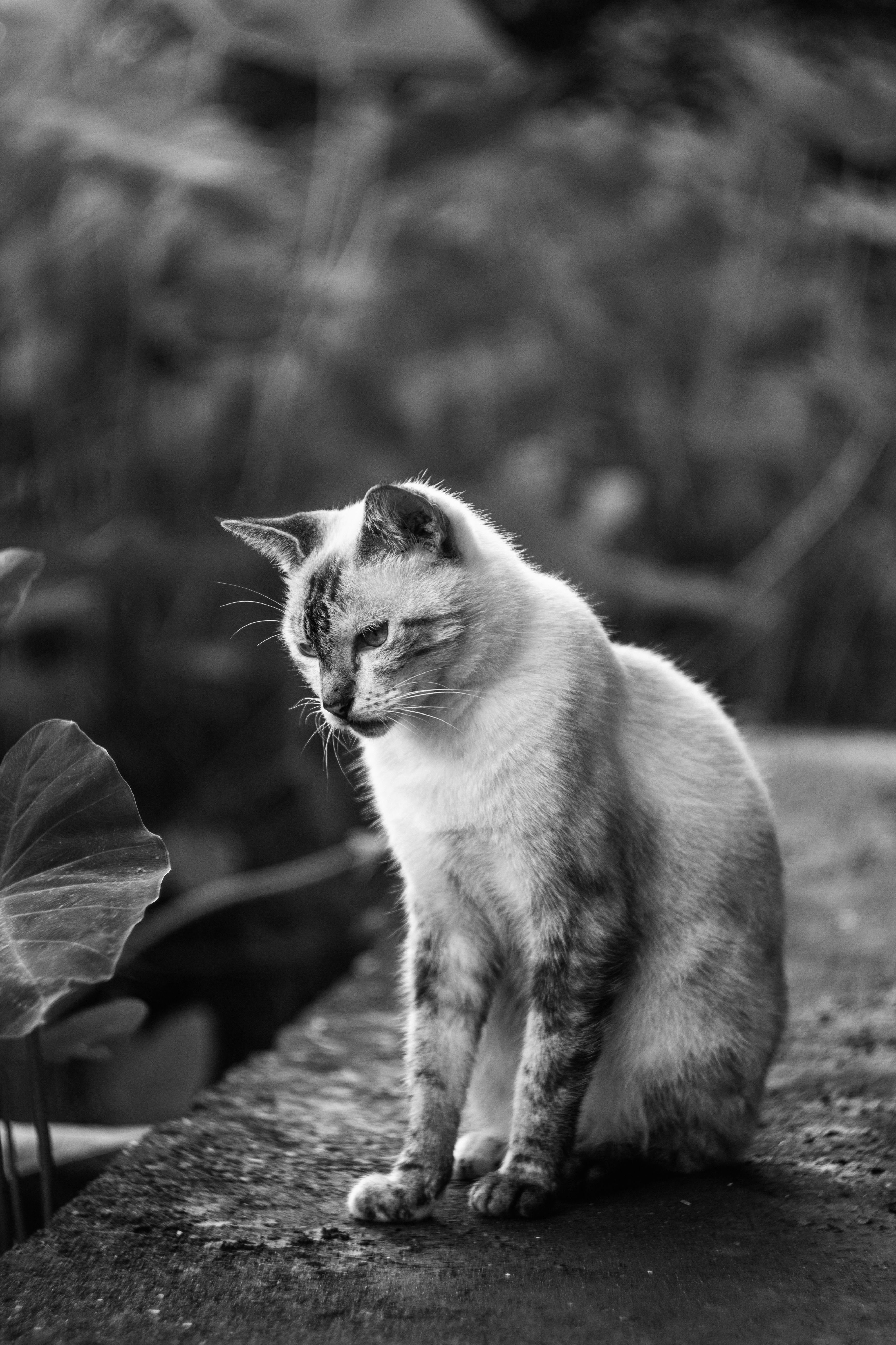 A black and white photo of a cat sitting on a ledge · Free Stock Photo