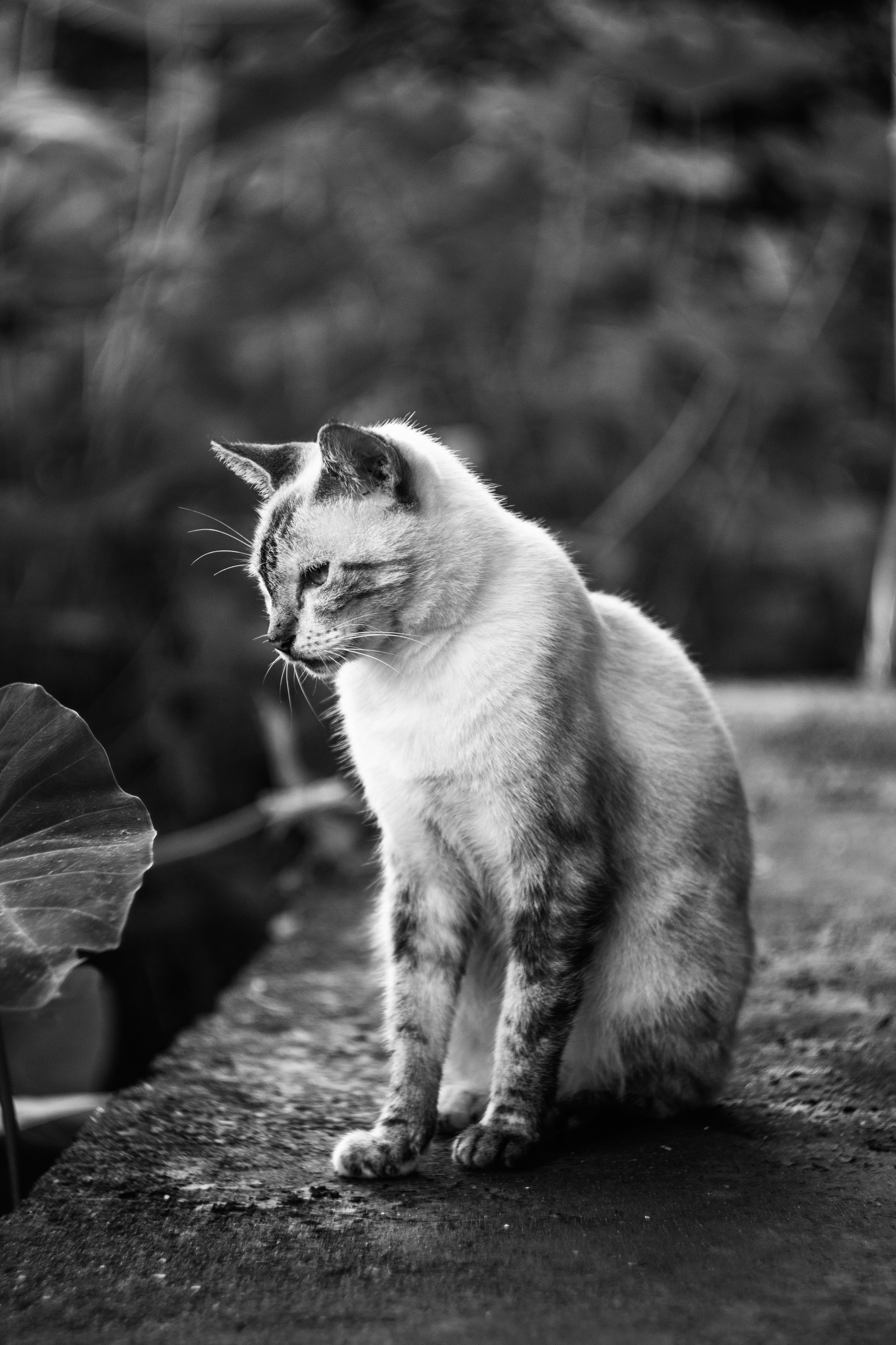 Black and White Photograph of a Cat · Free Stock Photo