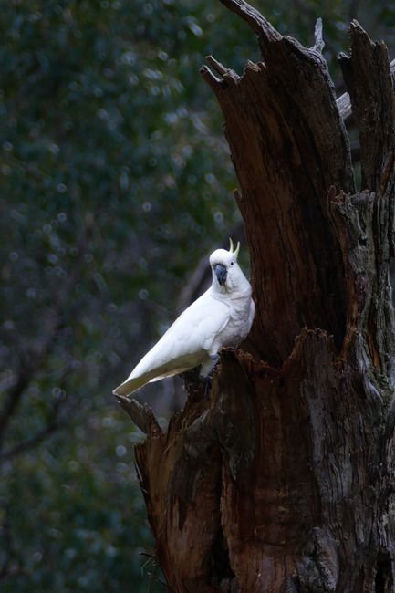 Sulphur-crested cockatoo perched on a tree stump in a forest setting in Adelaide, Australia.