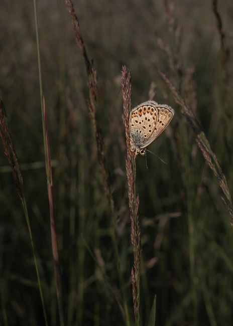 A detailed close-up of a butterfly perched on tall grass, showcasing intricate wing patterns.