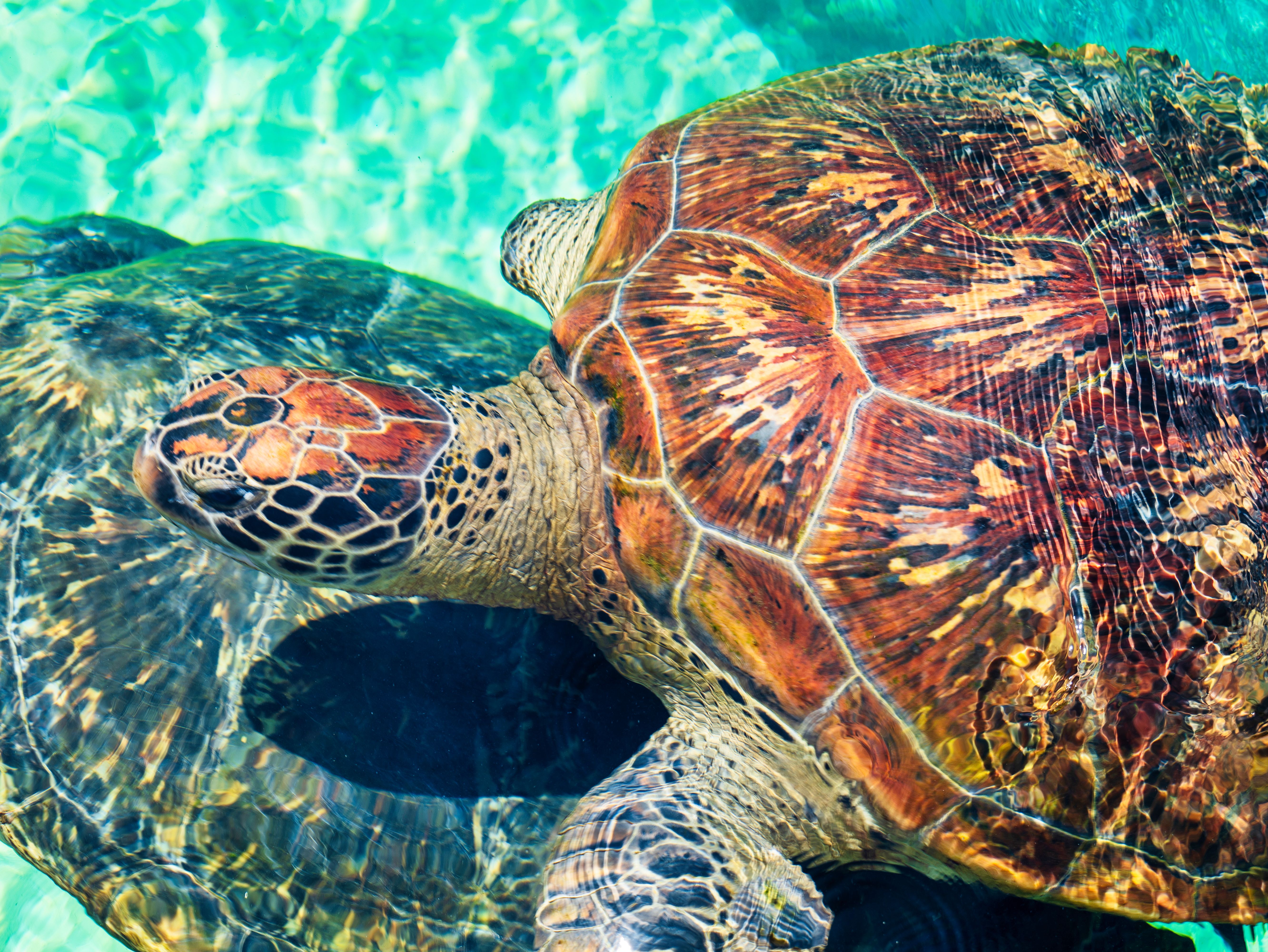 Kleurrijke schildpadschilderijen accentueren open leefruimte.