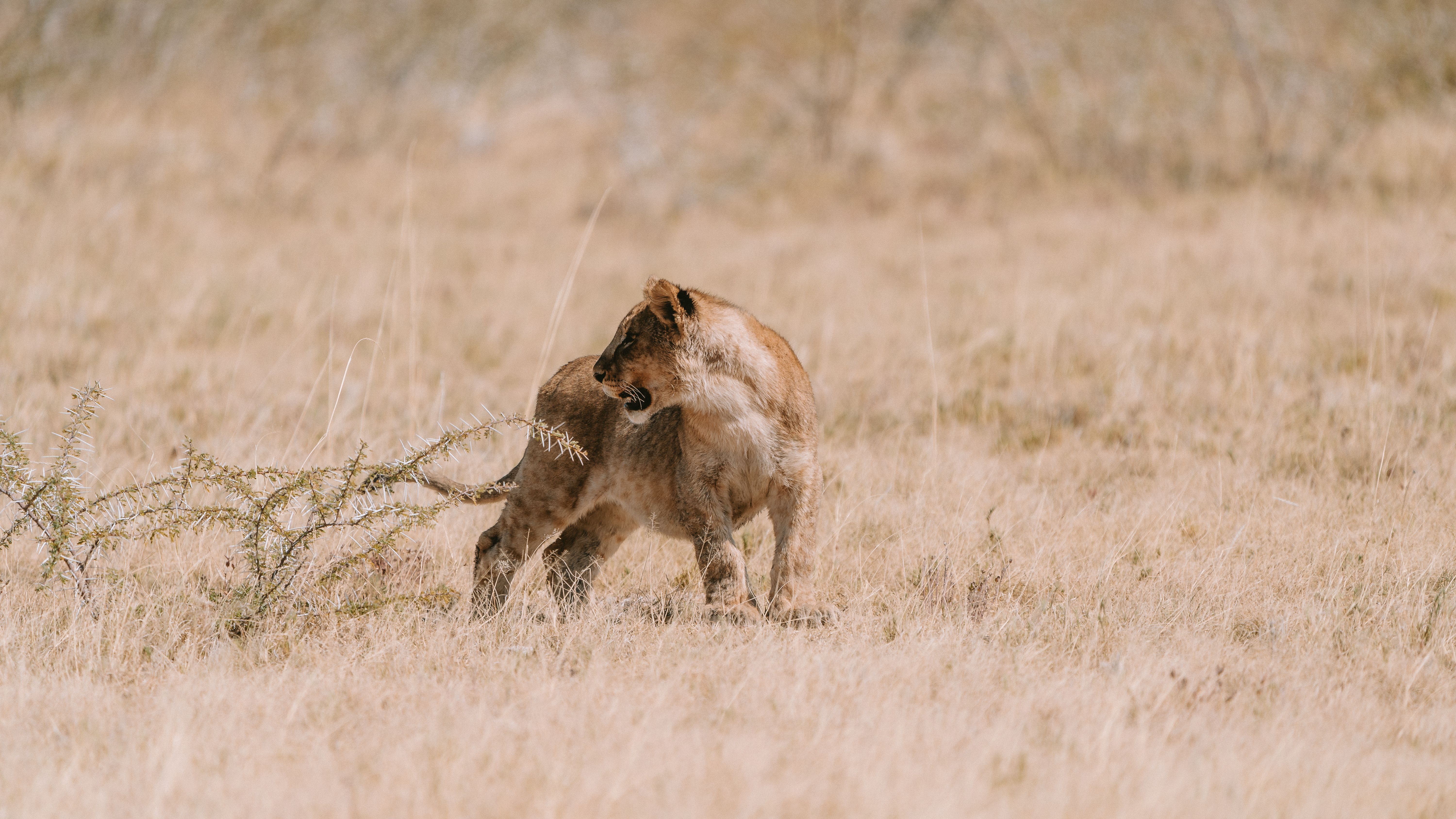 Lioness surveying the grasslands of Namibia's savanna, showcasing natural wildlife beauty.
