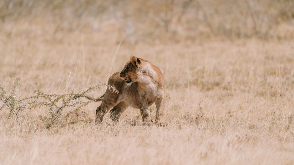 Lioness surveying the grasslands of Namibia's savanna, showcasing natural wildlife beauty.