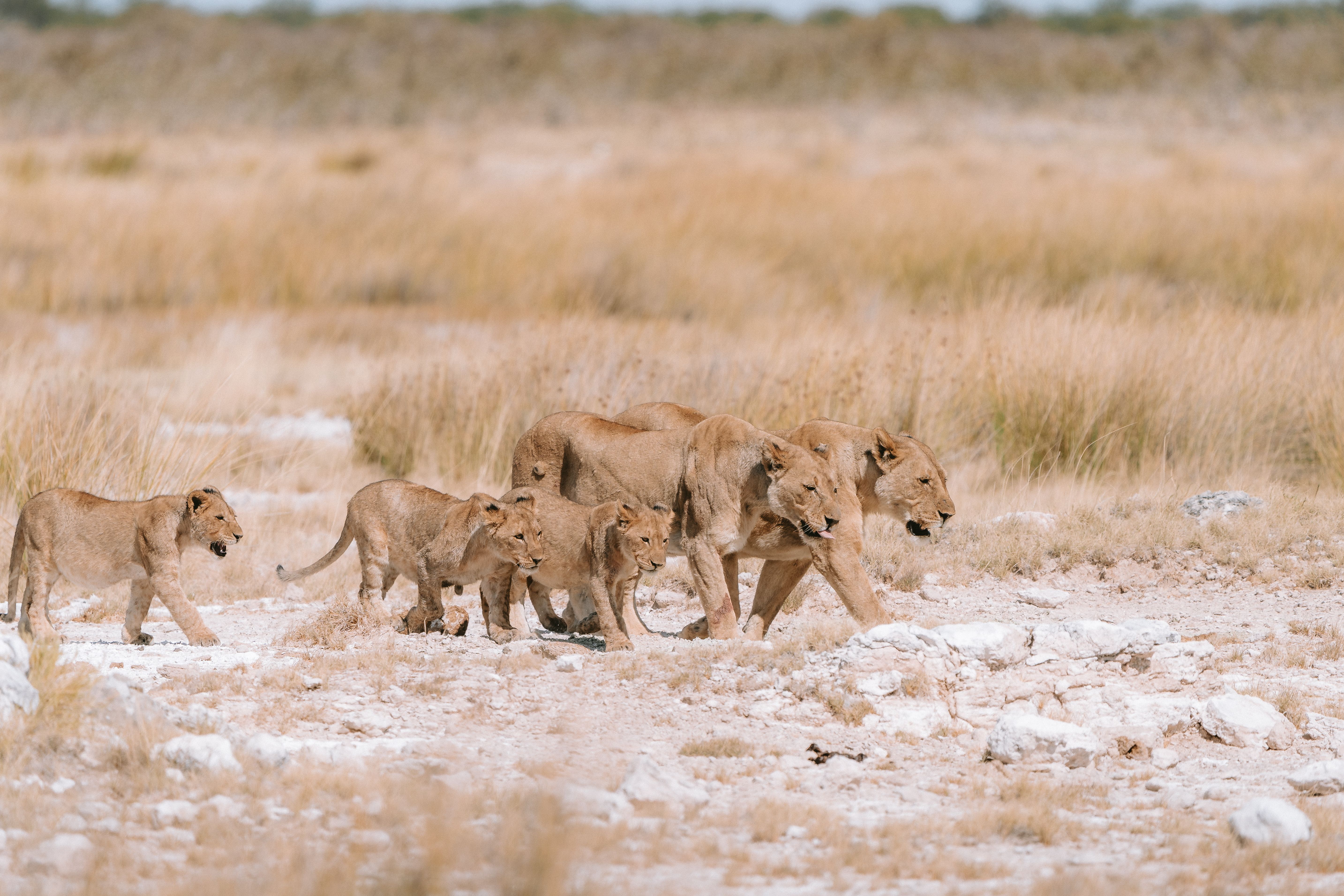A Parent's Guide to the Perfect Family Safari in Namibia