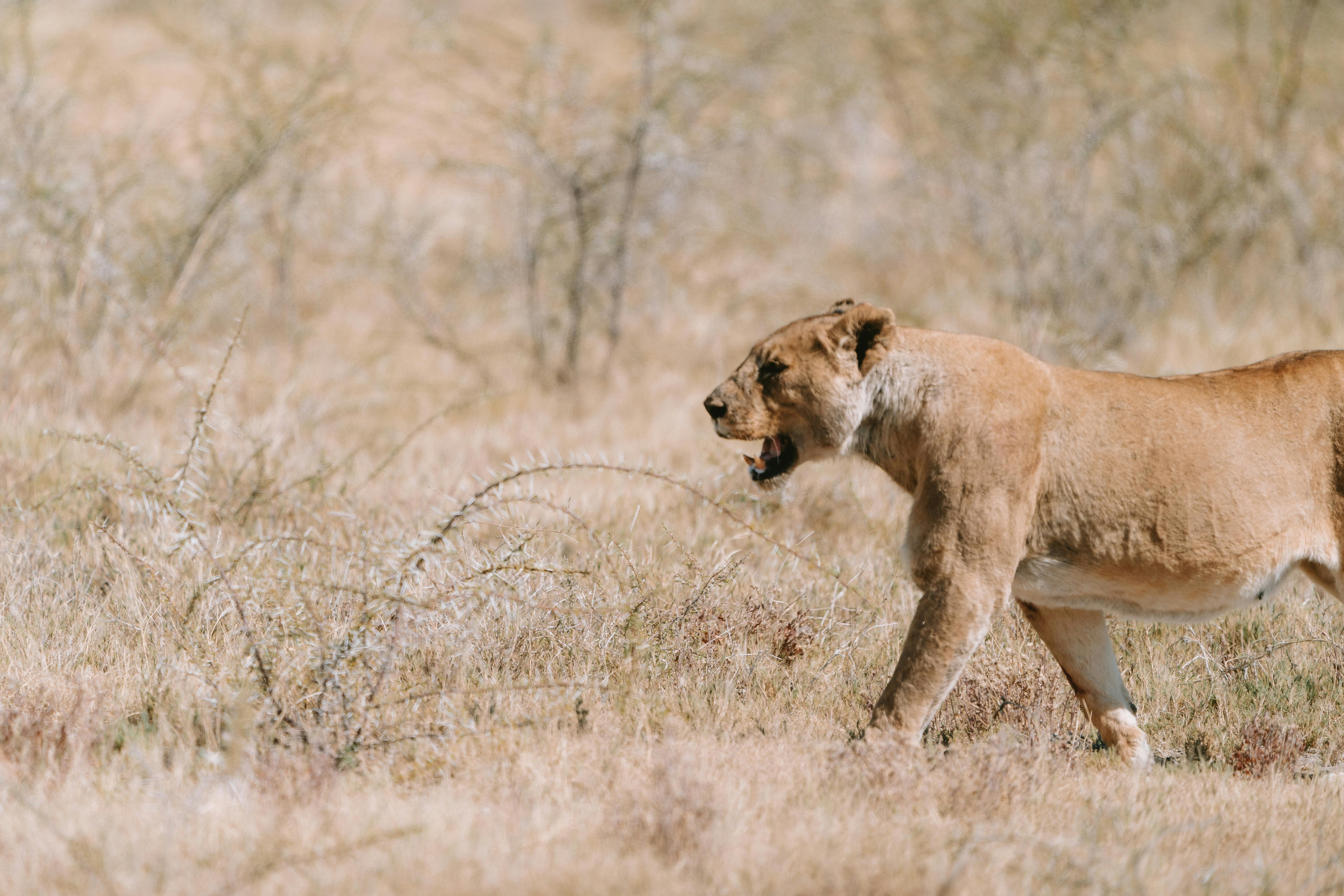 The African Lion Roars In Real Time: Exercise African Lion 2026, Morocco’s Strategic Centrality, And The Geopolitics Of A Fra