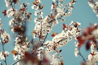 Adelaide Botanic Garden