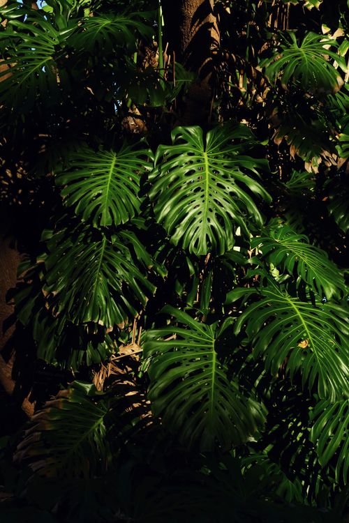 Monstera Tree Leaves in Tropical Forest · Free Stock Photo