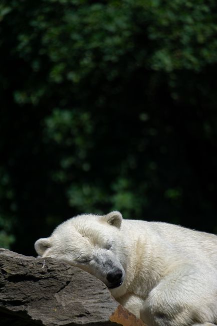 A peaceful polar bear rests at the Berlin Zoo, showcasing its white fur on a sunny day.