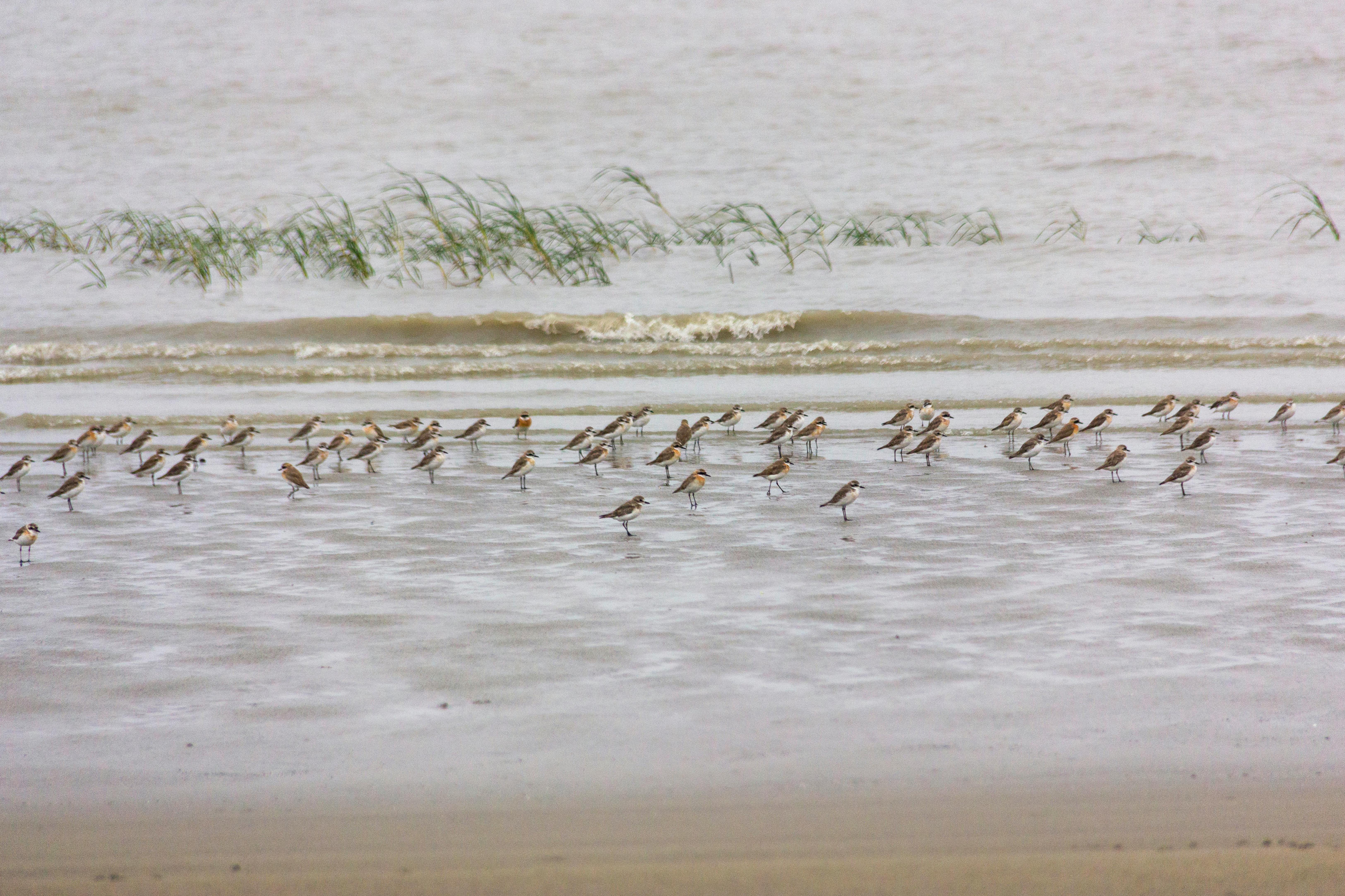 Sundarbans Beyond the Tigers: Unveiling the Hidden Eco-Luxury of the Bengal Delta
