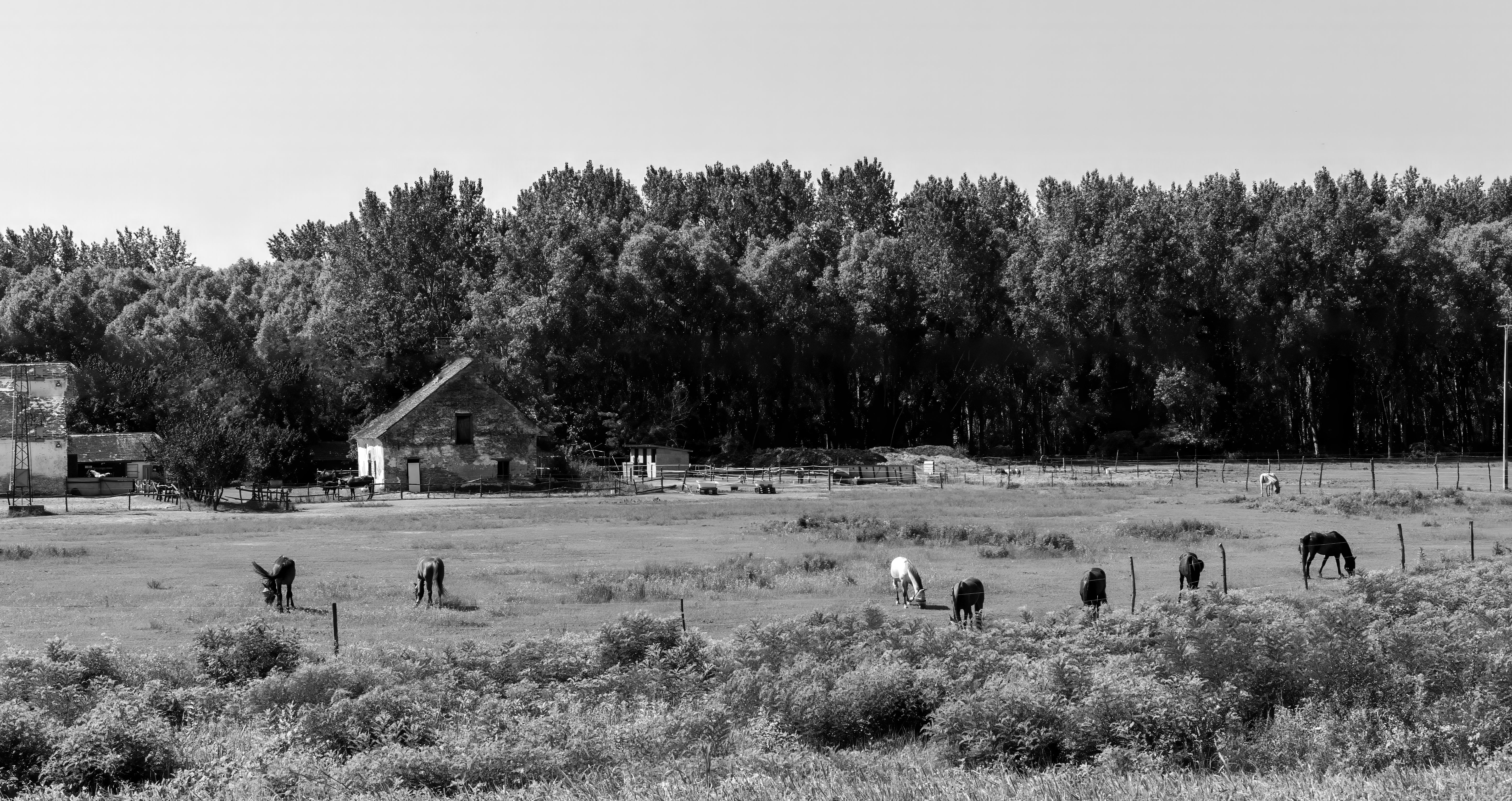 Farm in Countryside in Black and White · Free Stock Photo