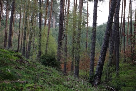Captivating view of a lush forest with tall stunning coniferous trees in spring.