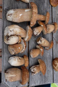 Cèpe — Porcini