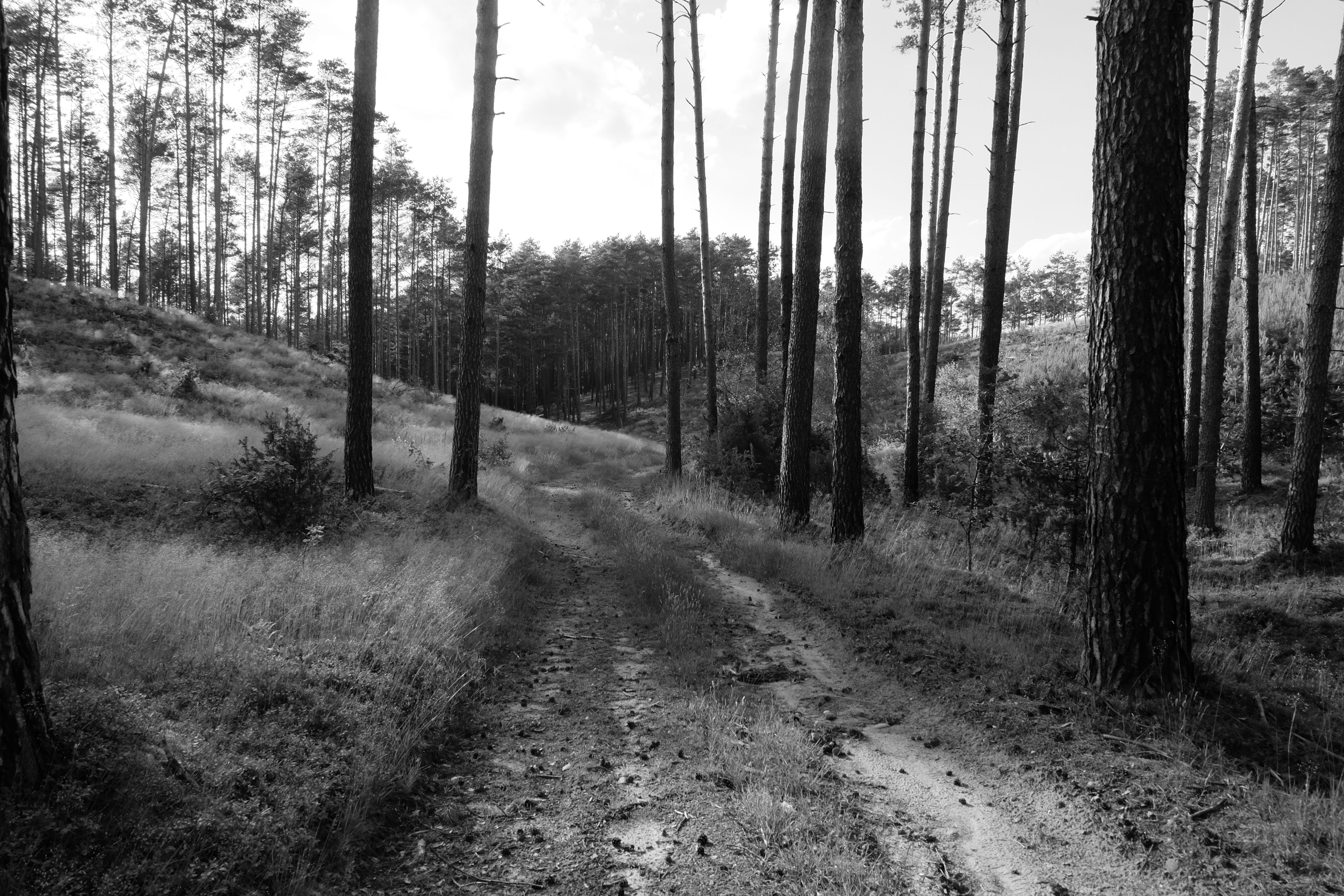 A tranquil forest pathway surrounded by tall trees in a serene black and white setting.