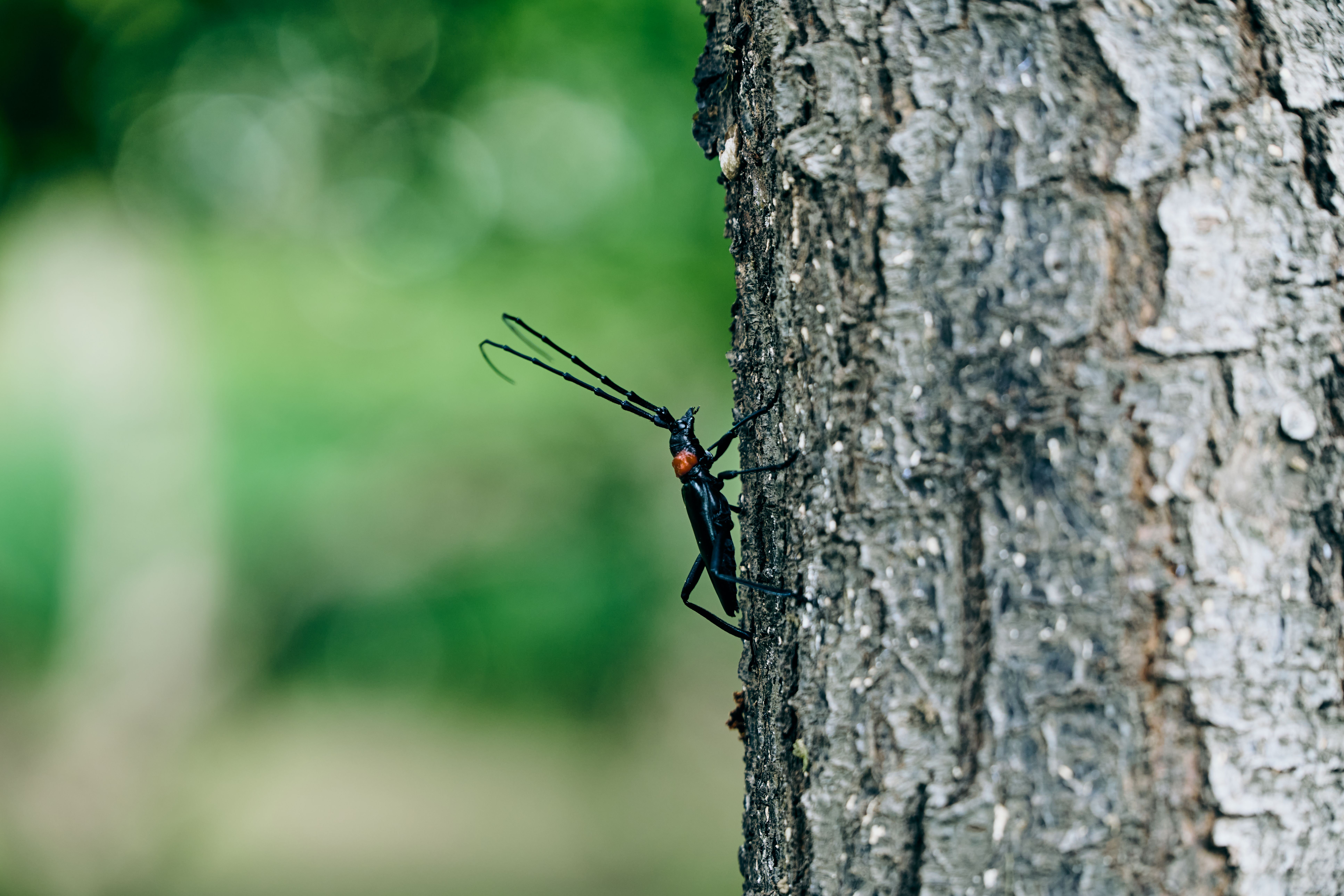 Close-up of a Longhorn Beetle Sitting on a Tree Trunk · Free Stock Photo