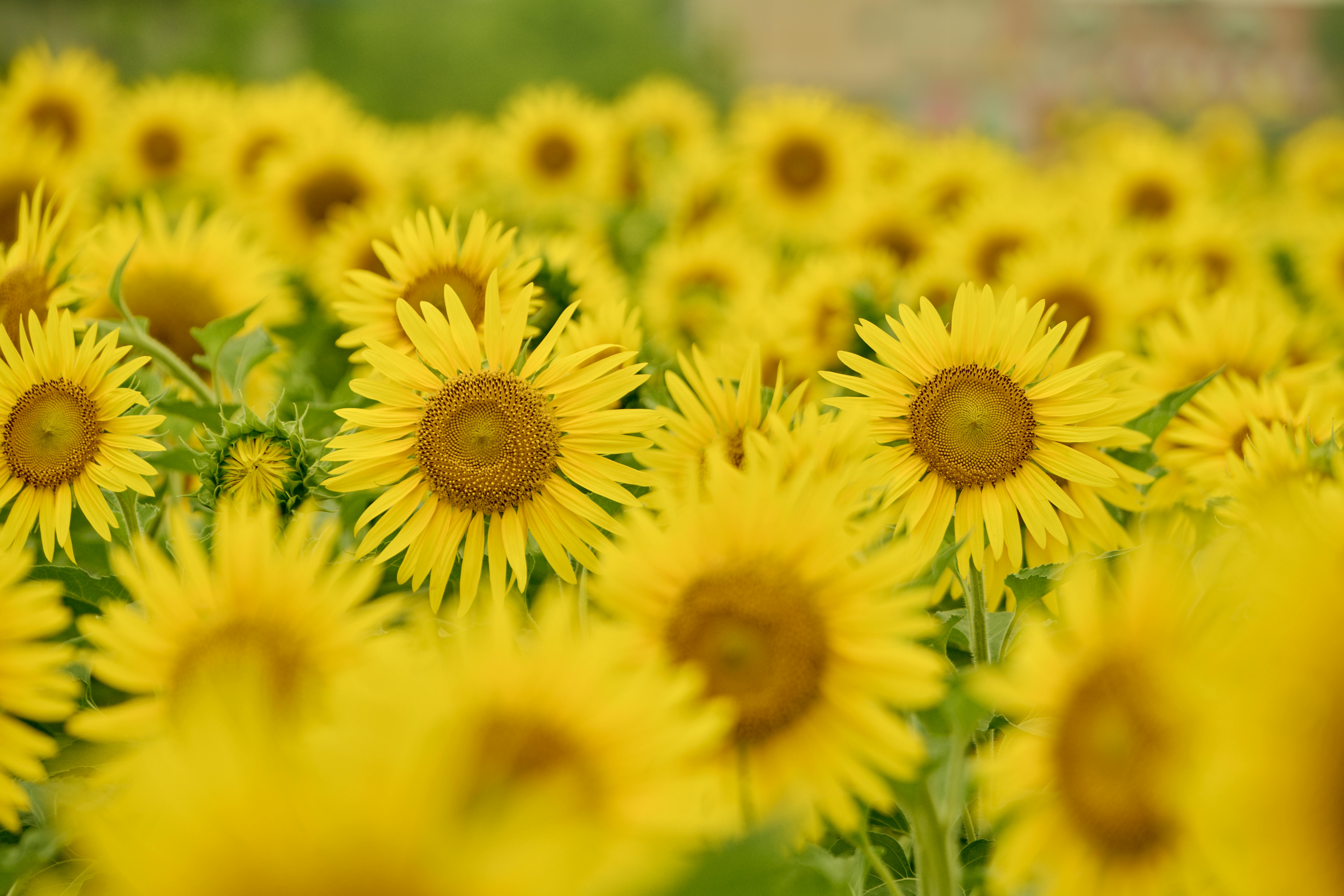 A vibrant sunflower field in full bloom, showcasing the beauty of nature during summer days.
