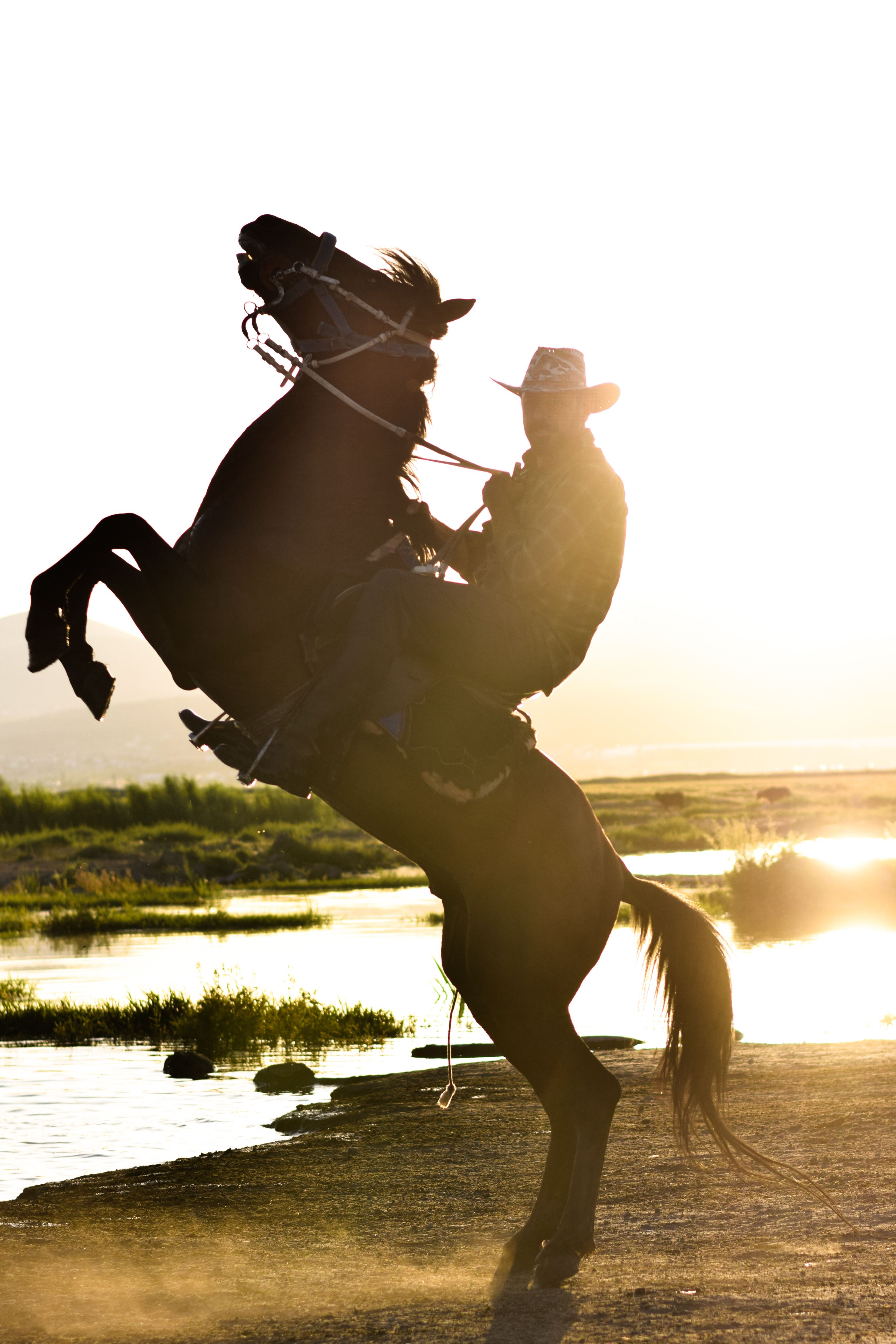 Silhouette of a Man Sitting on a Rearing Horse at Sunset · Free Stock Photo