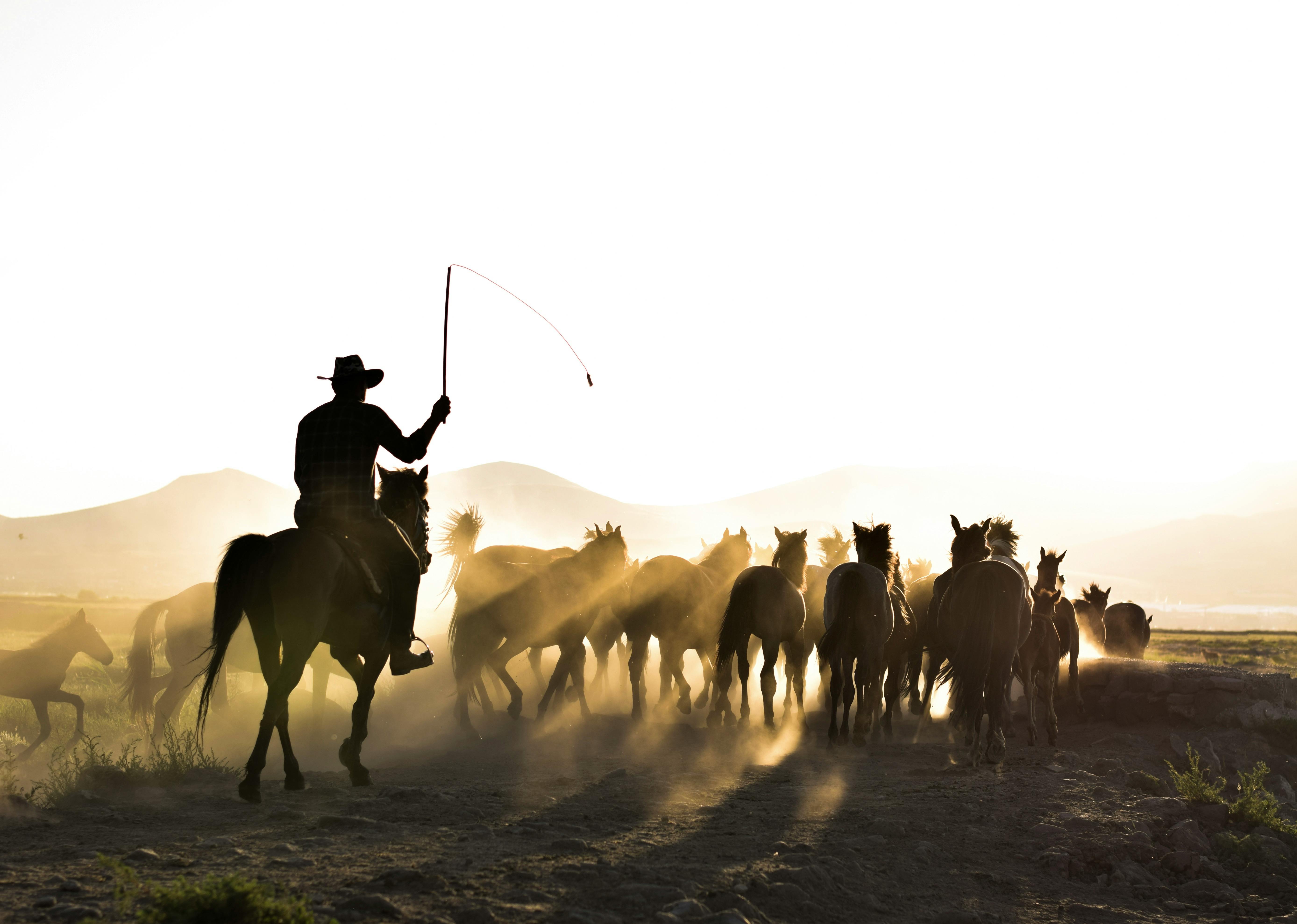 back lit photo of cowboy herding horses