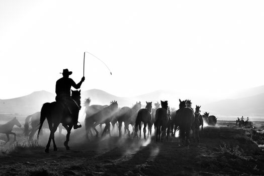 Black and white photo of a cowboy herding horses at sunrise in Hürmetci, Kayseri.