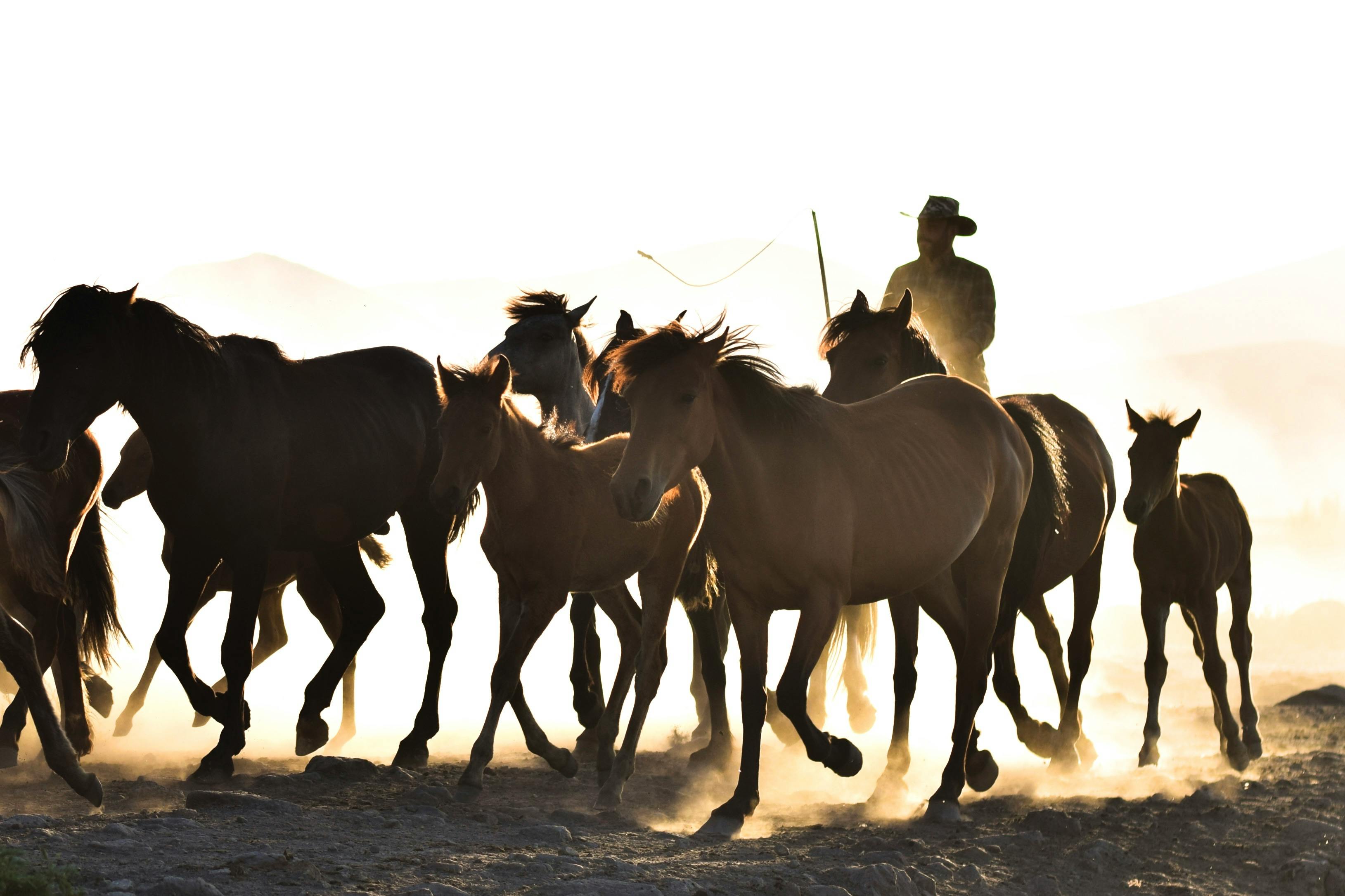 Türkiye’s population prefers Western lifestyle, survey shows — Photo by Fatma Çakır on Pexels