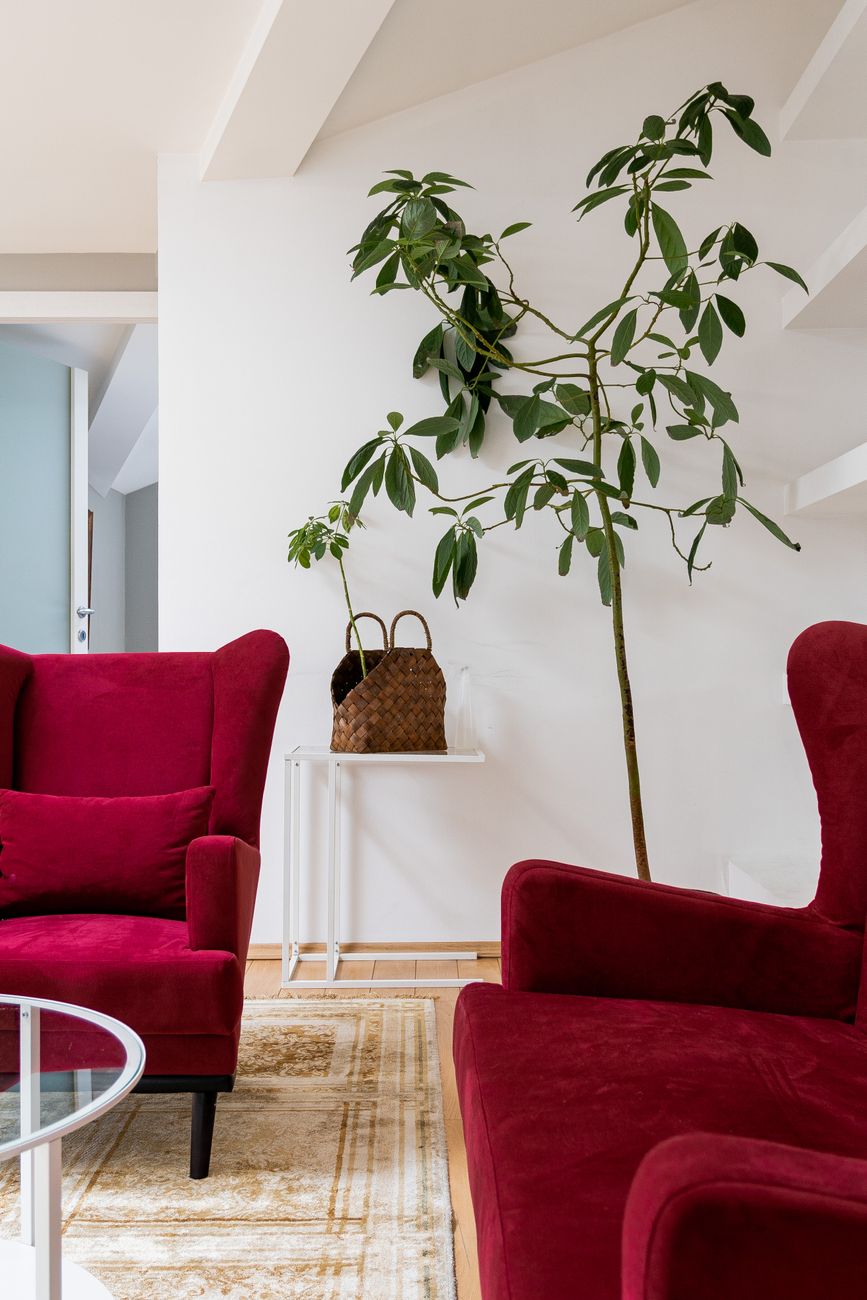 Bright interior featuring red armchairs, indoor plant, and minimalist design.