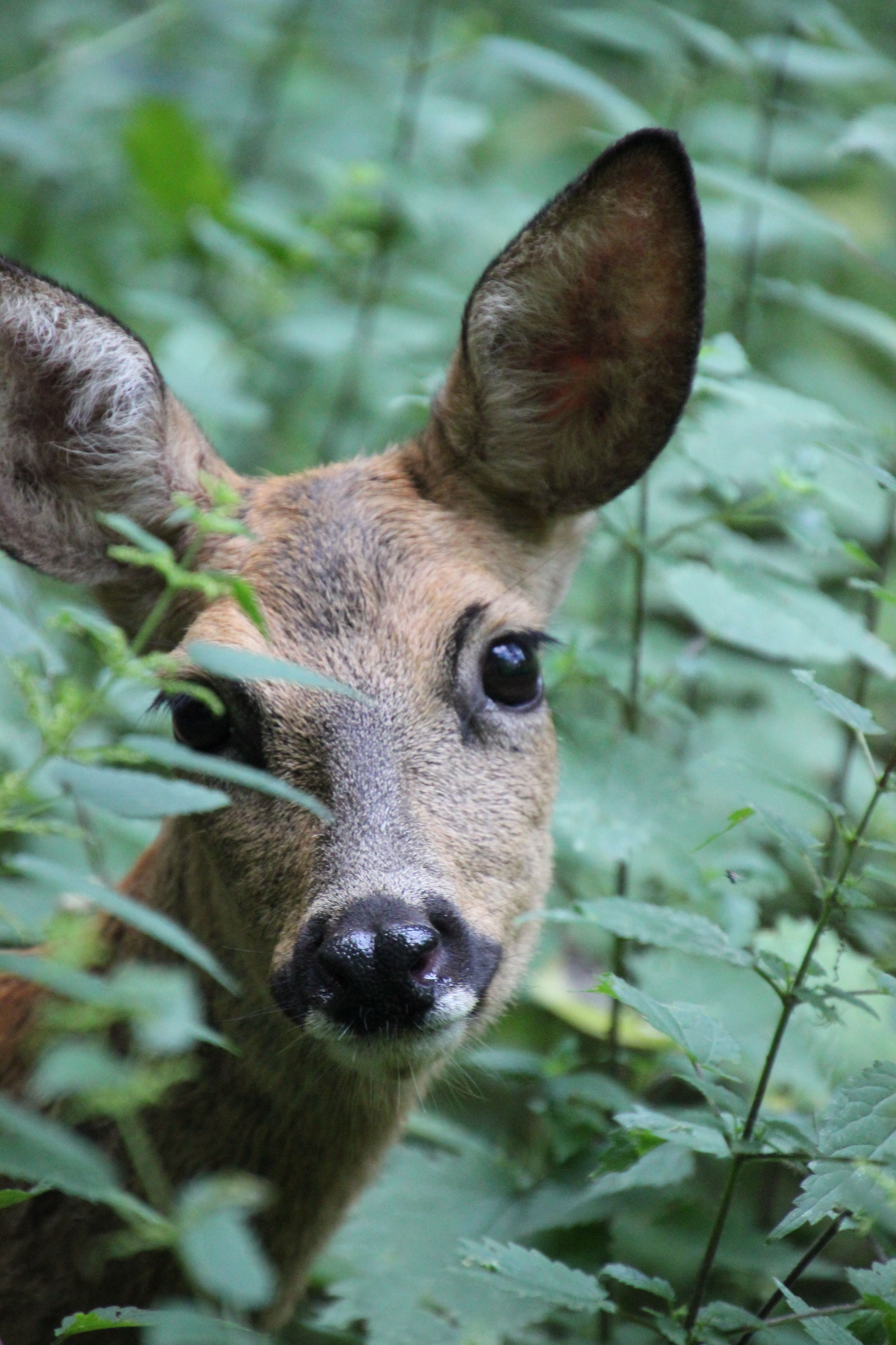 A detailed portrait of a deer peeking through lush green foliage in a forest setting.