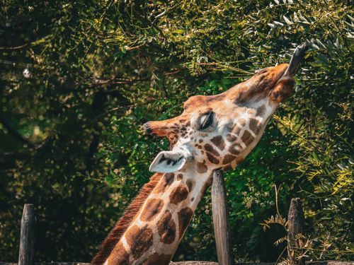 Free A giraffe reaches up to eat leaves from a tree in its natural habitat, showcasing wildlife behavior. Stock Photo