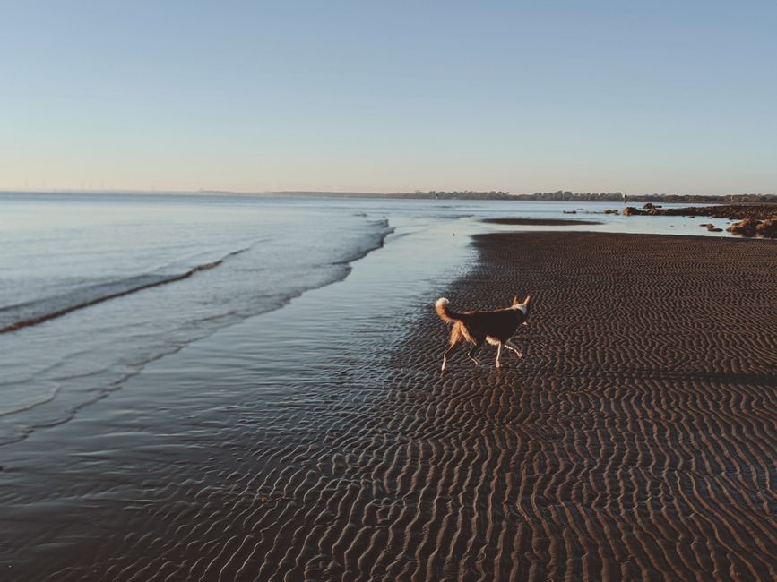 Pet sitting in Australia: costs, platforms, and how to find a verified sitter