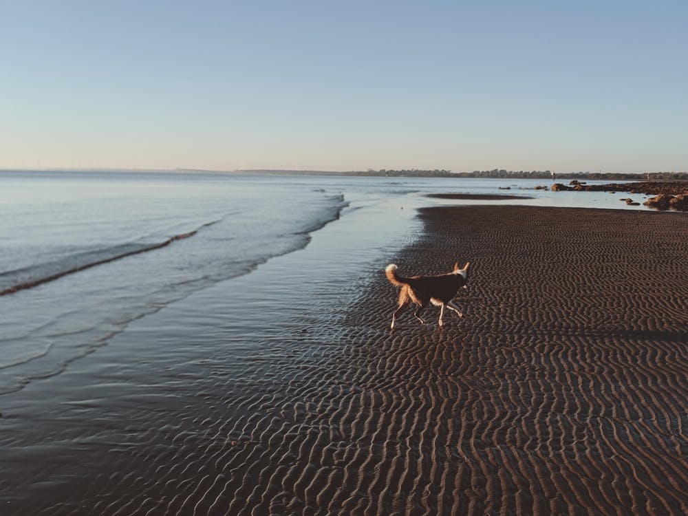 Photo Of Dog On Seashore
