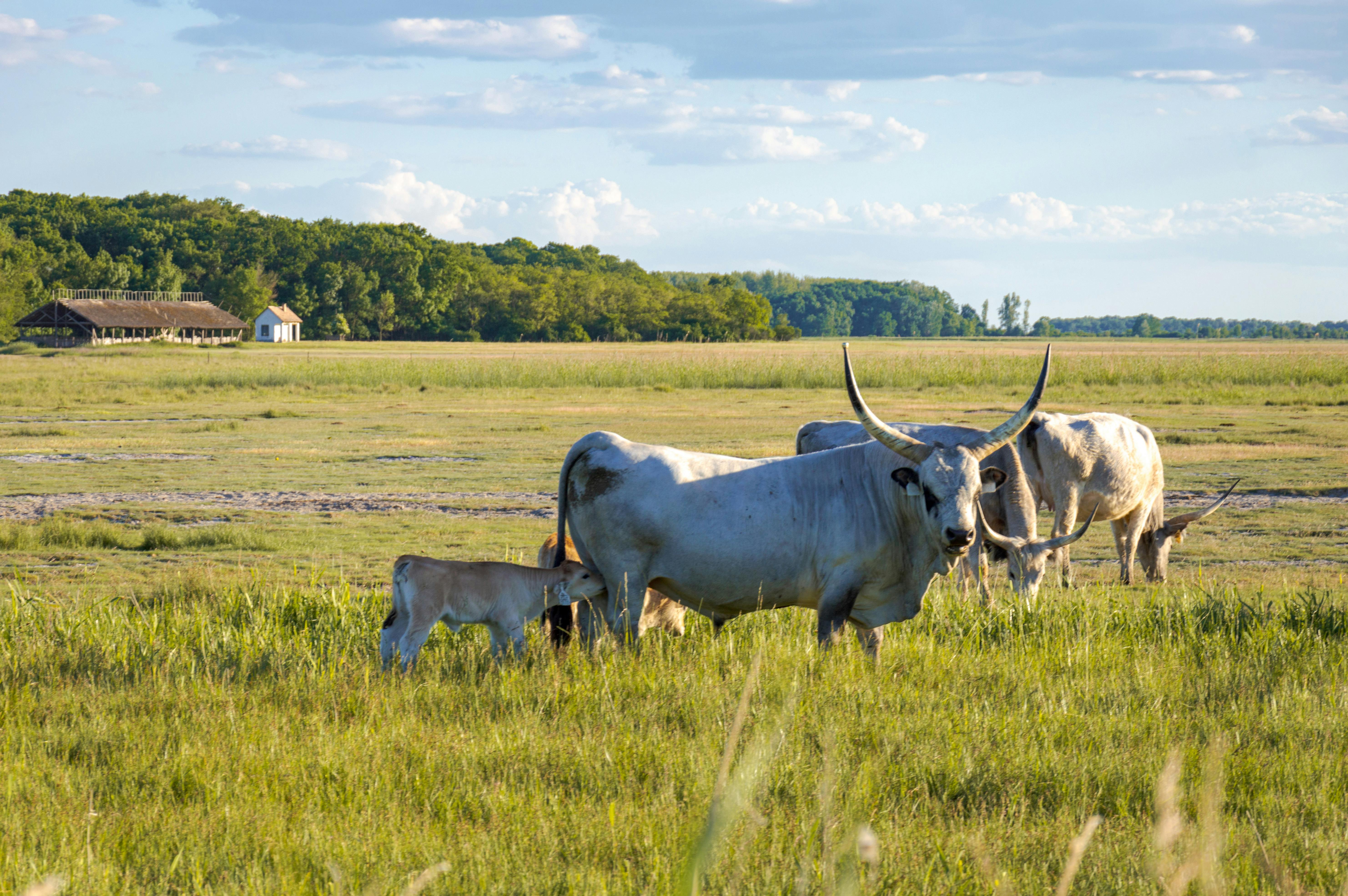 Cattle with horns grazing in a sunlit rural pasture during summer.
