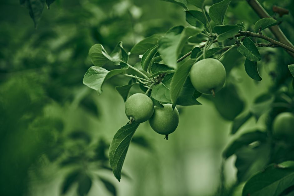 Green apples growing on a tree — apple tree fruit production timeline in Surrey BC