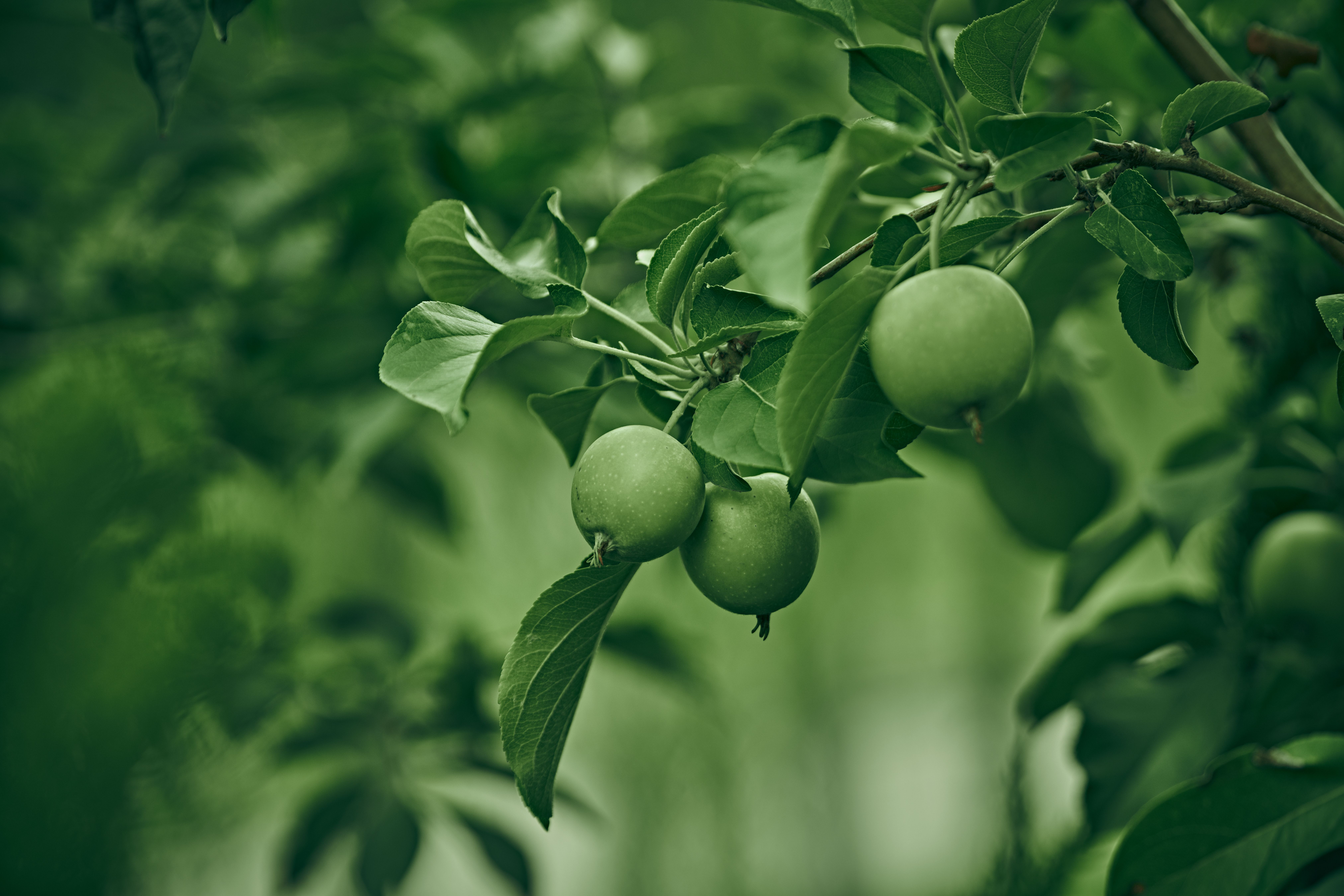 Green Apples Growing on a Tree · Free Stock Photo