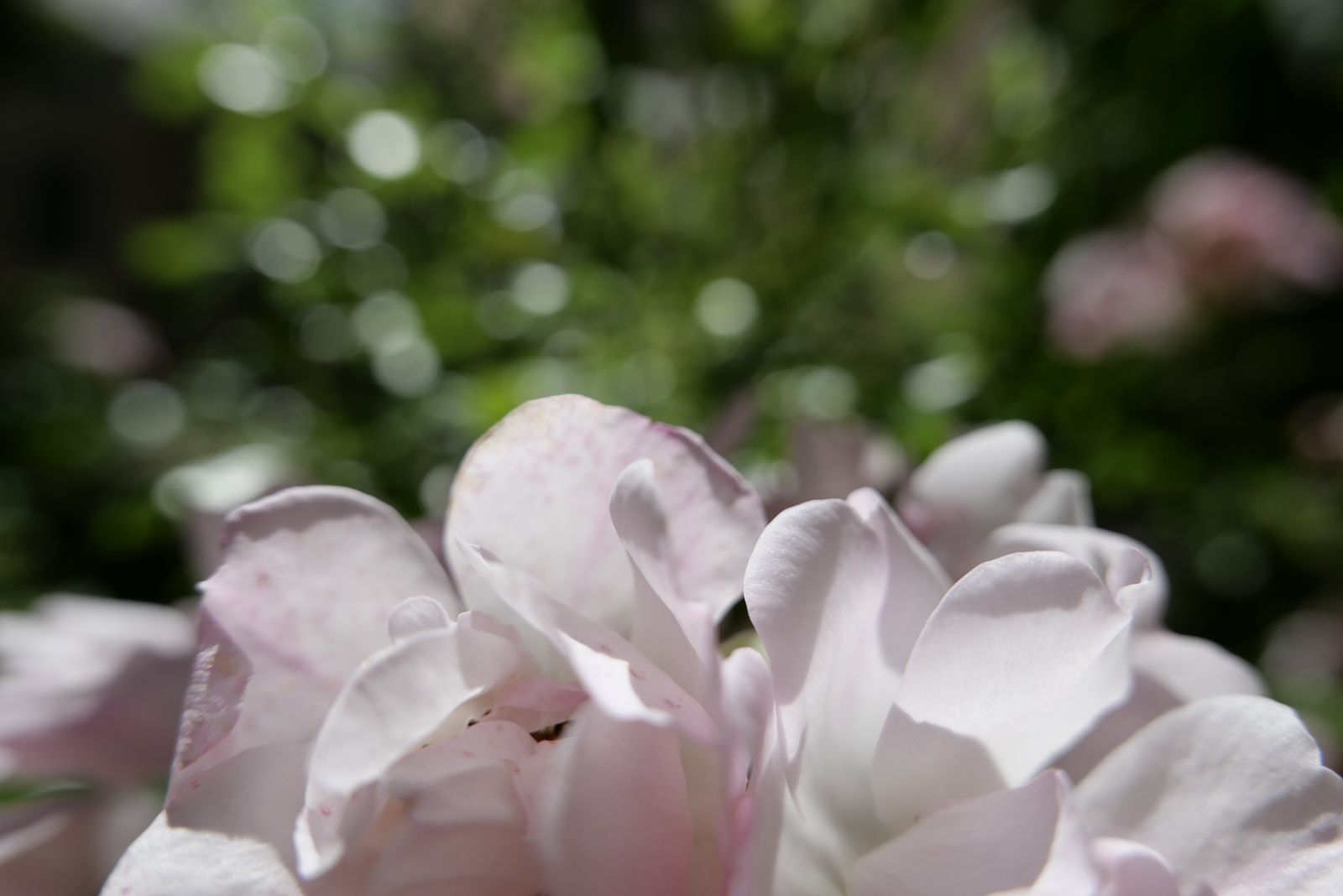 Fleur