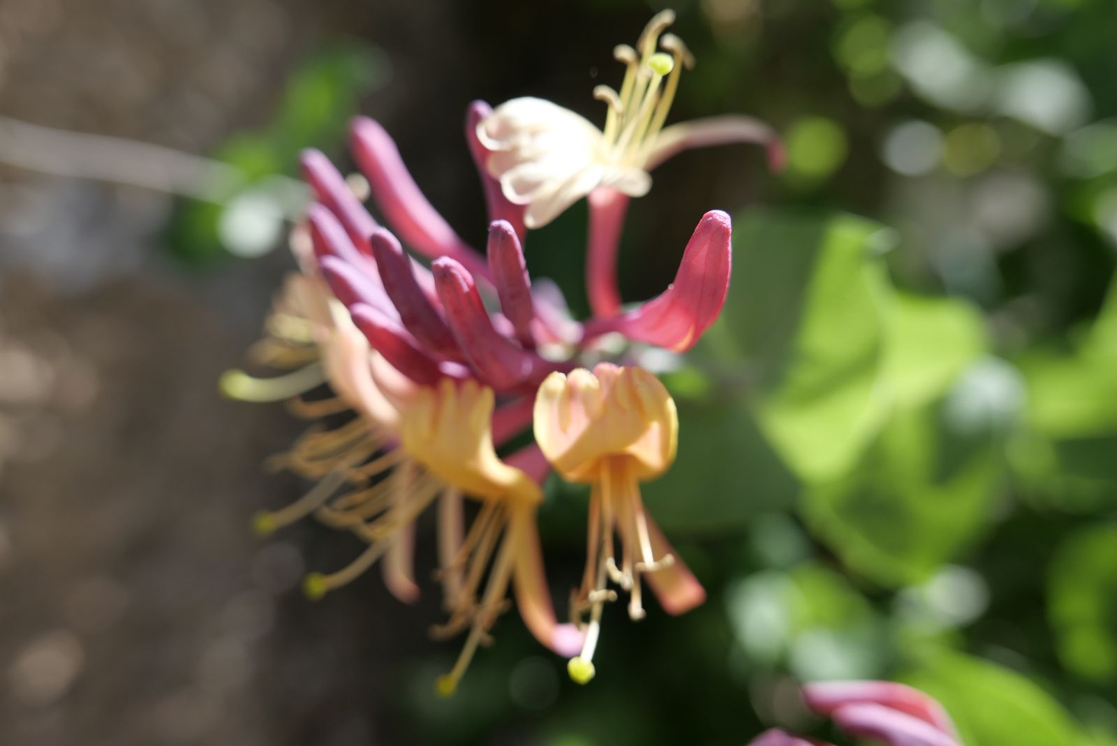 Fleur 2