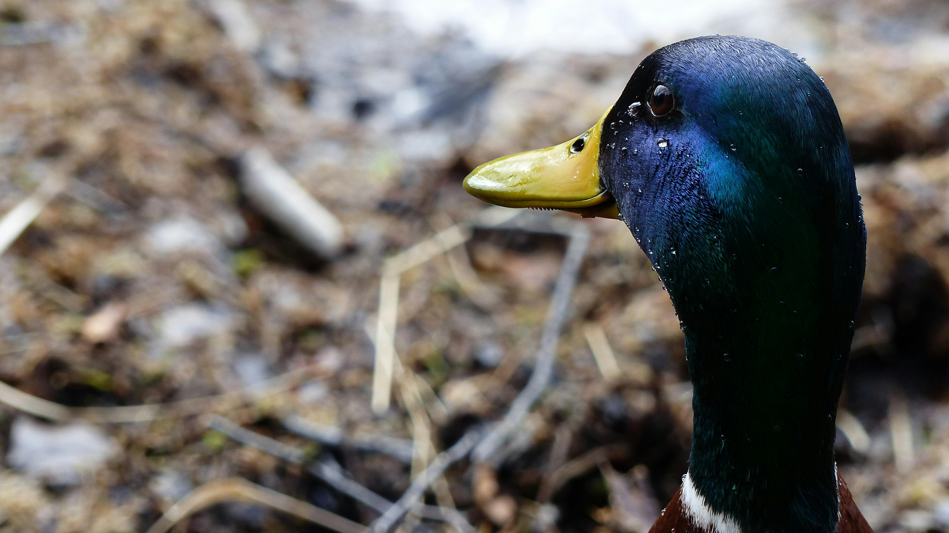 Free stock photo of duck, nature, pond