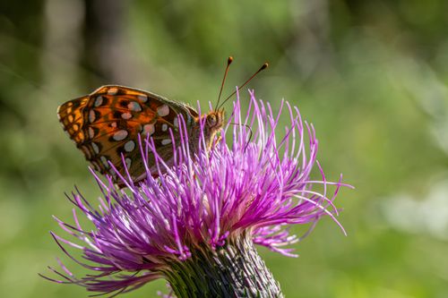 Free Detailed close-up of a butterfly perched on a vibrant thistle flower in natural light. Stock Photo