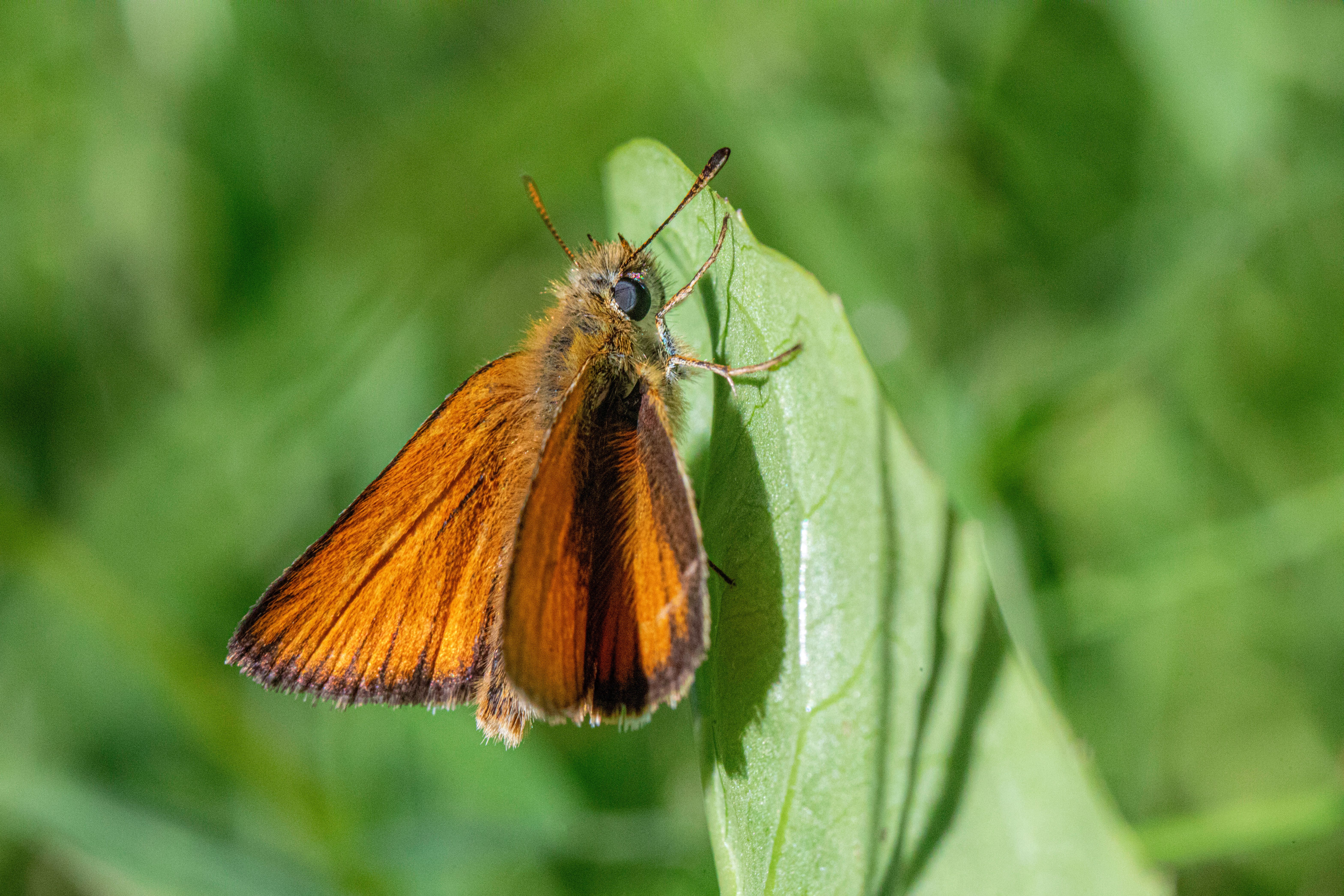Detailed macro image of an Essex Skipper butterfly perched on a green leaf in a meadow.