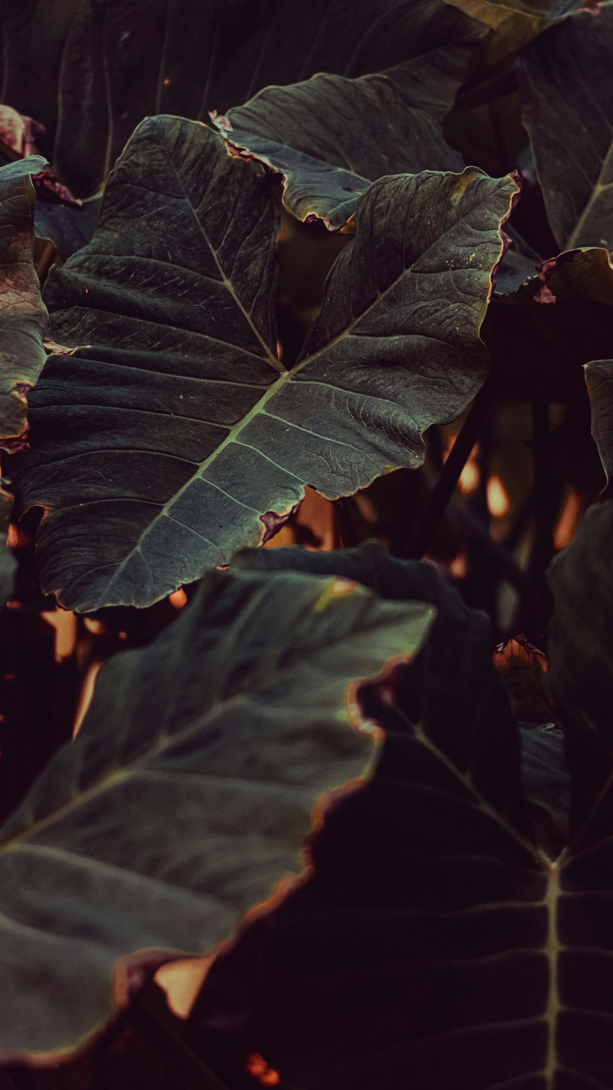 Free stock photo of beauty in nature, dark green, dark green plants