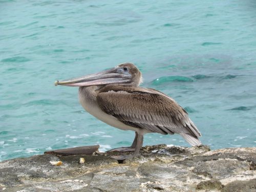 Free A detailed view of a pelican standing on a rocky shore with turquoise ocean water in the background. Stock Photo