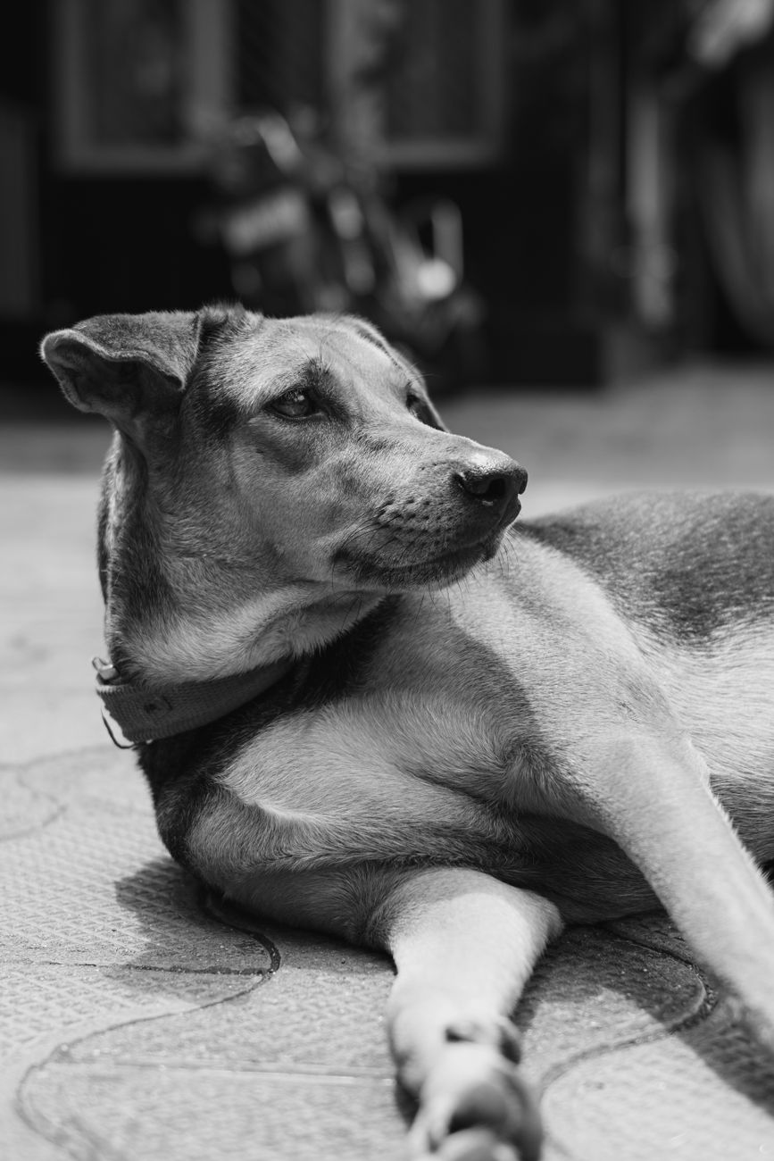 Friendly indie dog sitting outdoors in India