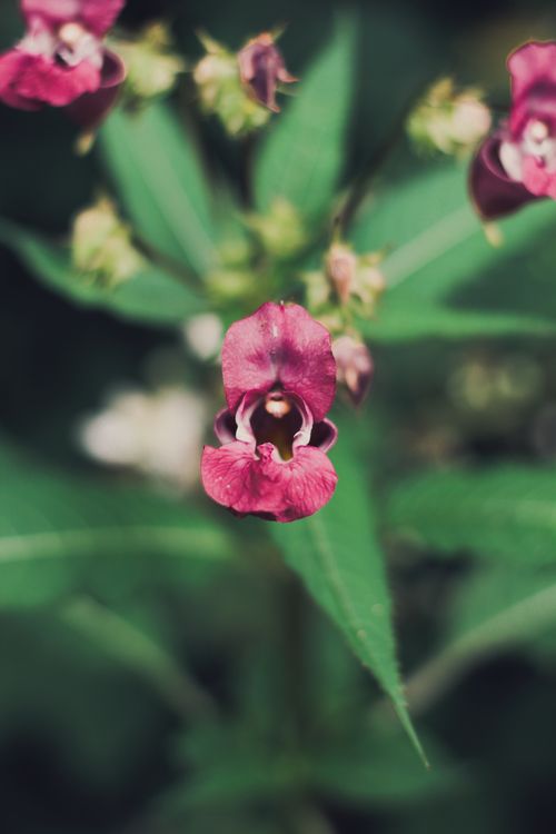 Free A striking close-up shot of an exotic pink flower in full bloom, showcasing vibrant colors and natural beauty. Stock Photo