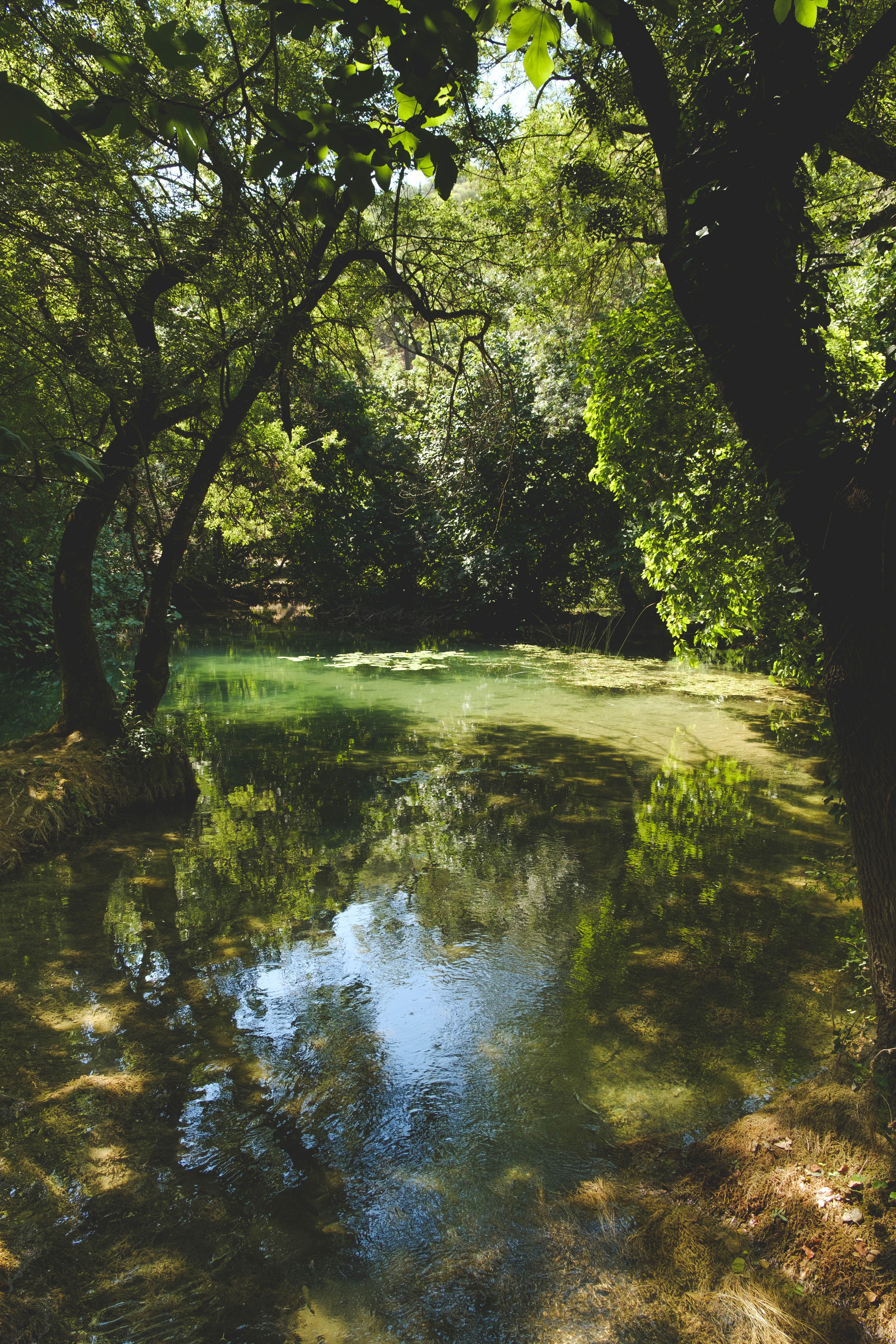Vibrant River and Surrounding Nature 4 · Free Stock Photo